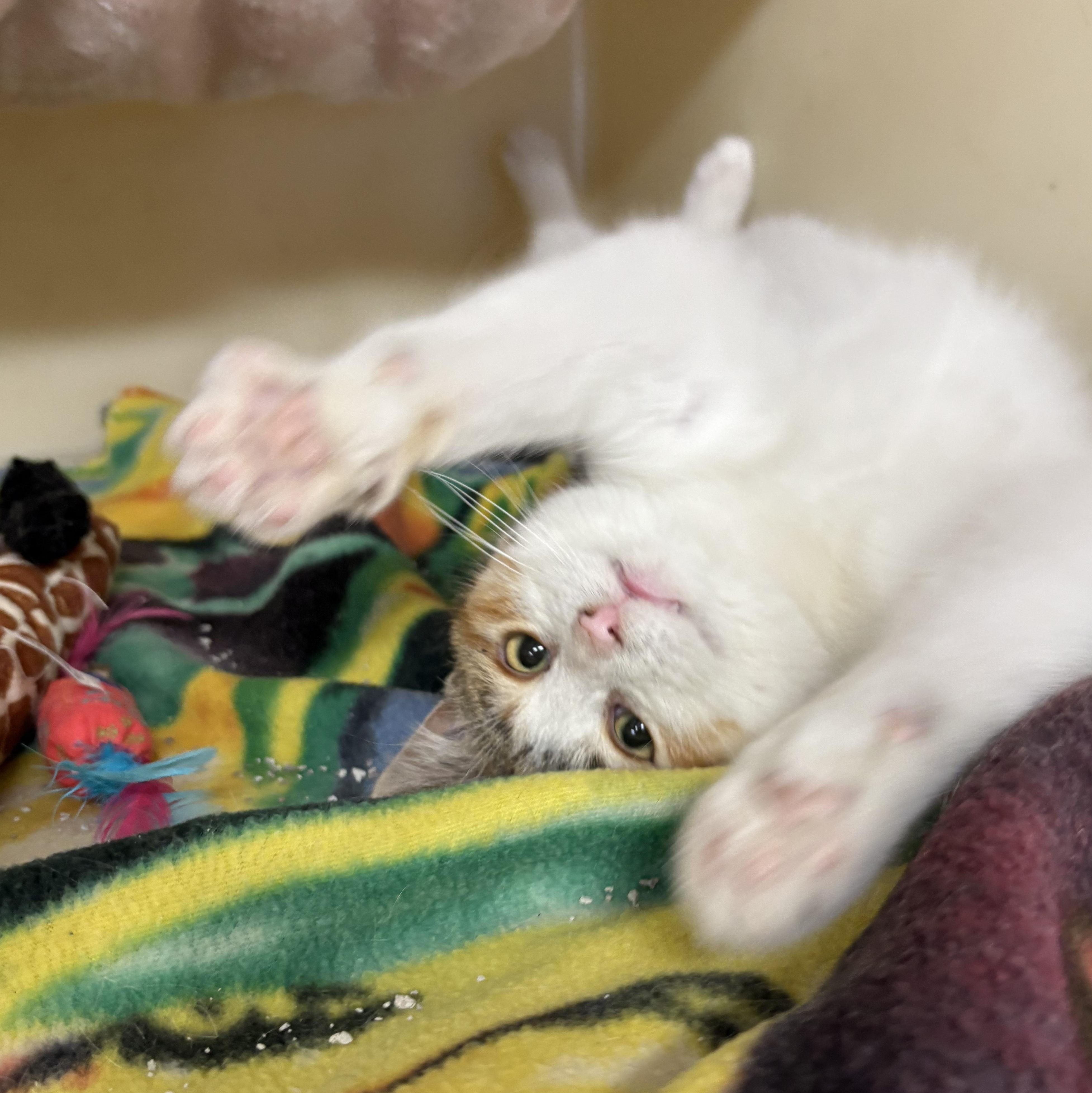 Enlarge Honey , a ADOPTABLE mixed breed in Charles City, IA image 5/5