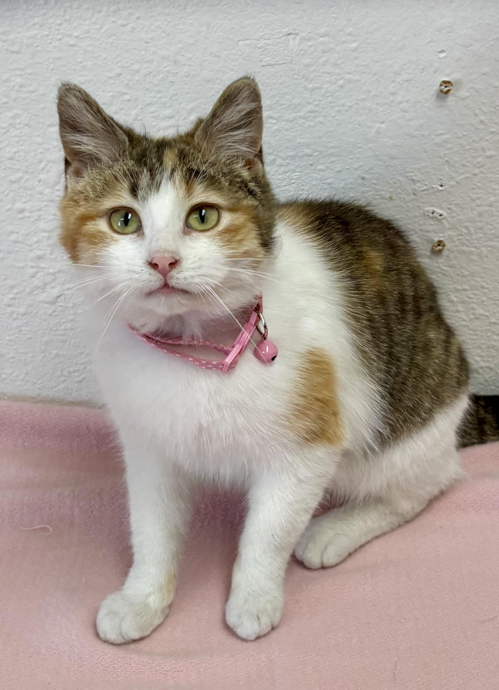 Enlarge Honey , an adopted mixed breed in Charles City, IA image 3/5