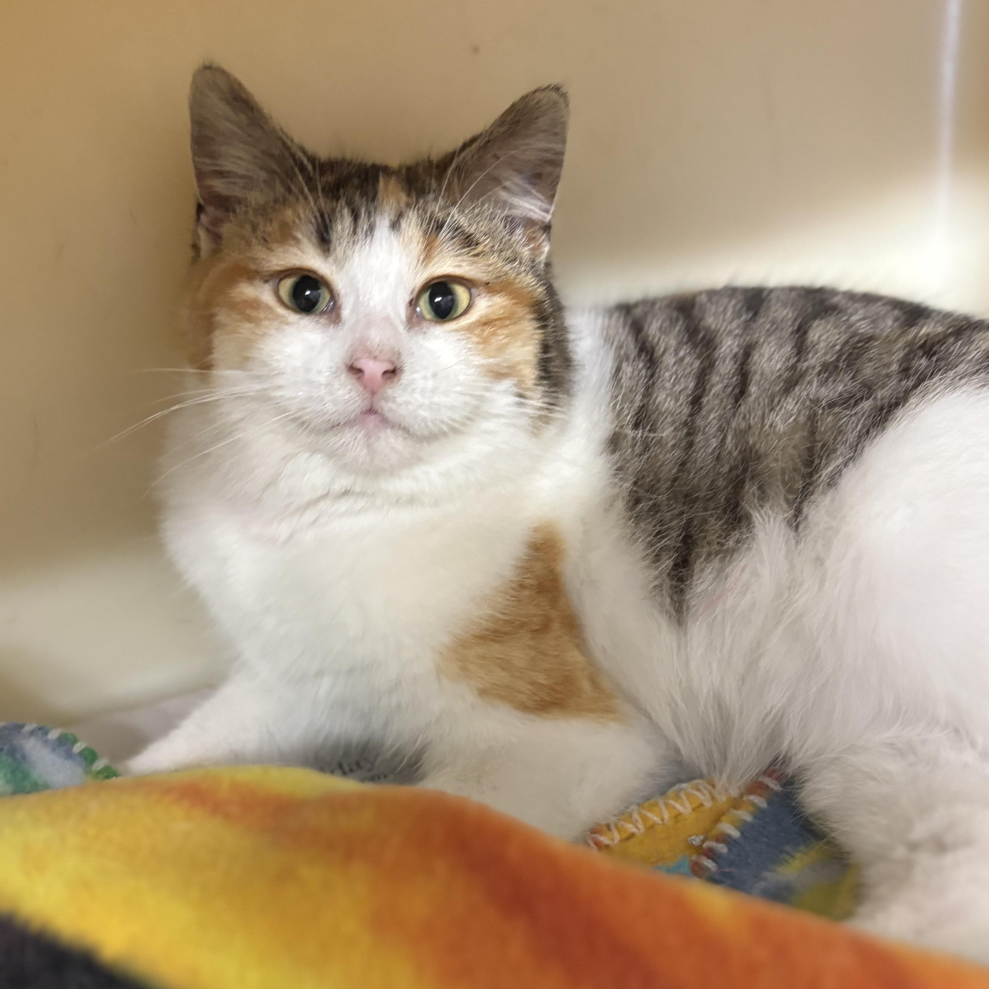 Honey , ADOPTABLE, Young Female Domestic Medium Hair & Calico.