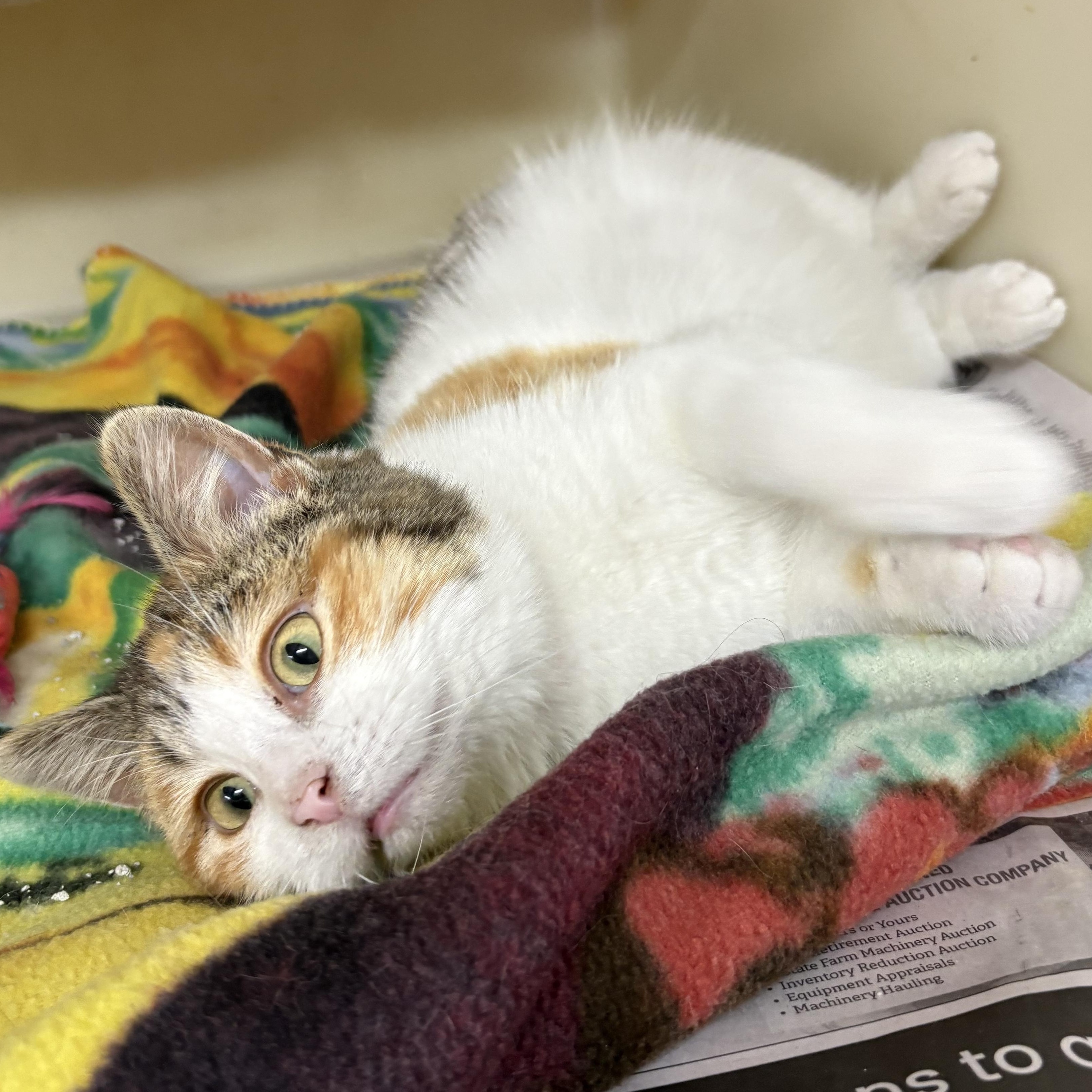 Enlarge Honey , a ADOPTABLE mixed breed in Charles City, IA image 4/5