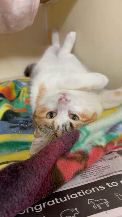 Enlarge Honey , a ADOPTABLE mixed breed in Charles City, IA video 3/5