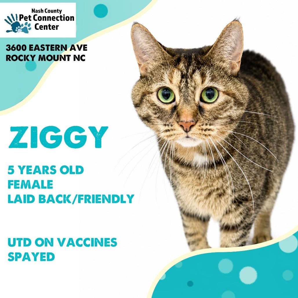 ZIGGY ADOPTED!, Adoptable, Adult Female Domestic Short Hair.