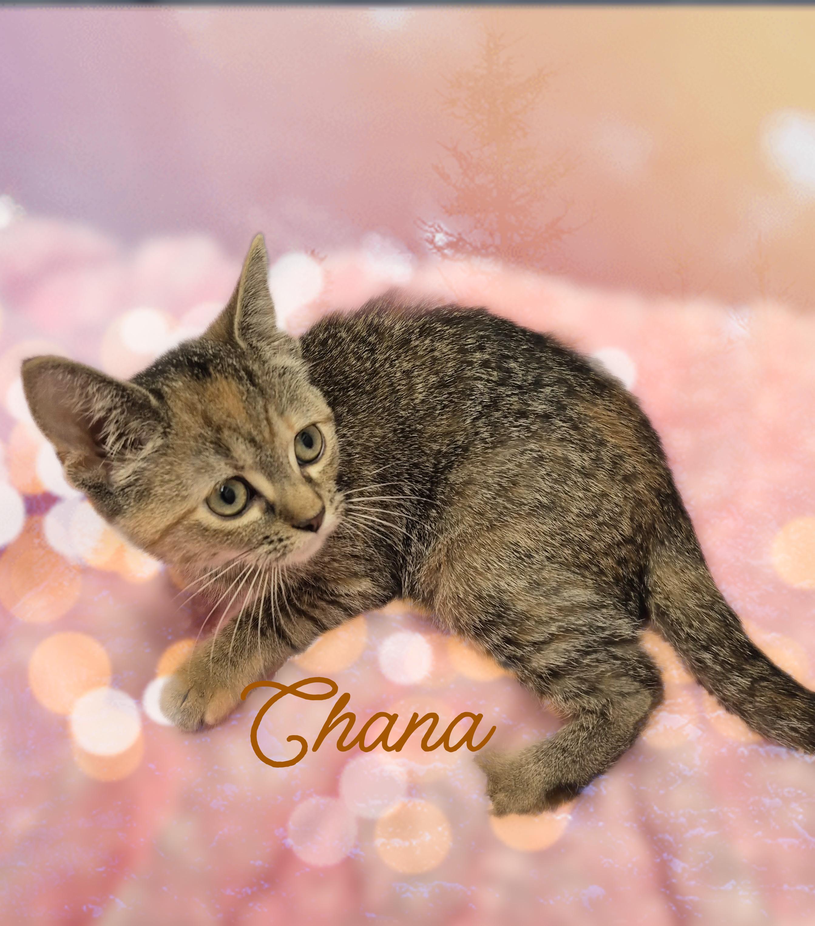 Chana, a ADOPTABLE Domestic Short Hair in Charlotte, NC image 3/4
