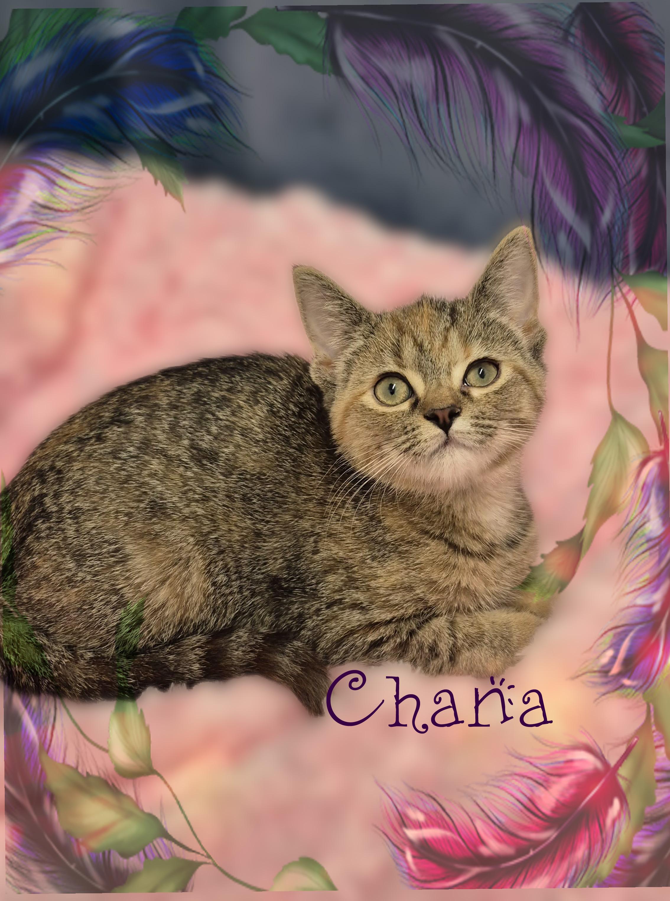 Chana, ADOPTABLE, Kitten Female Domestic Short Hair.