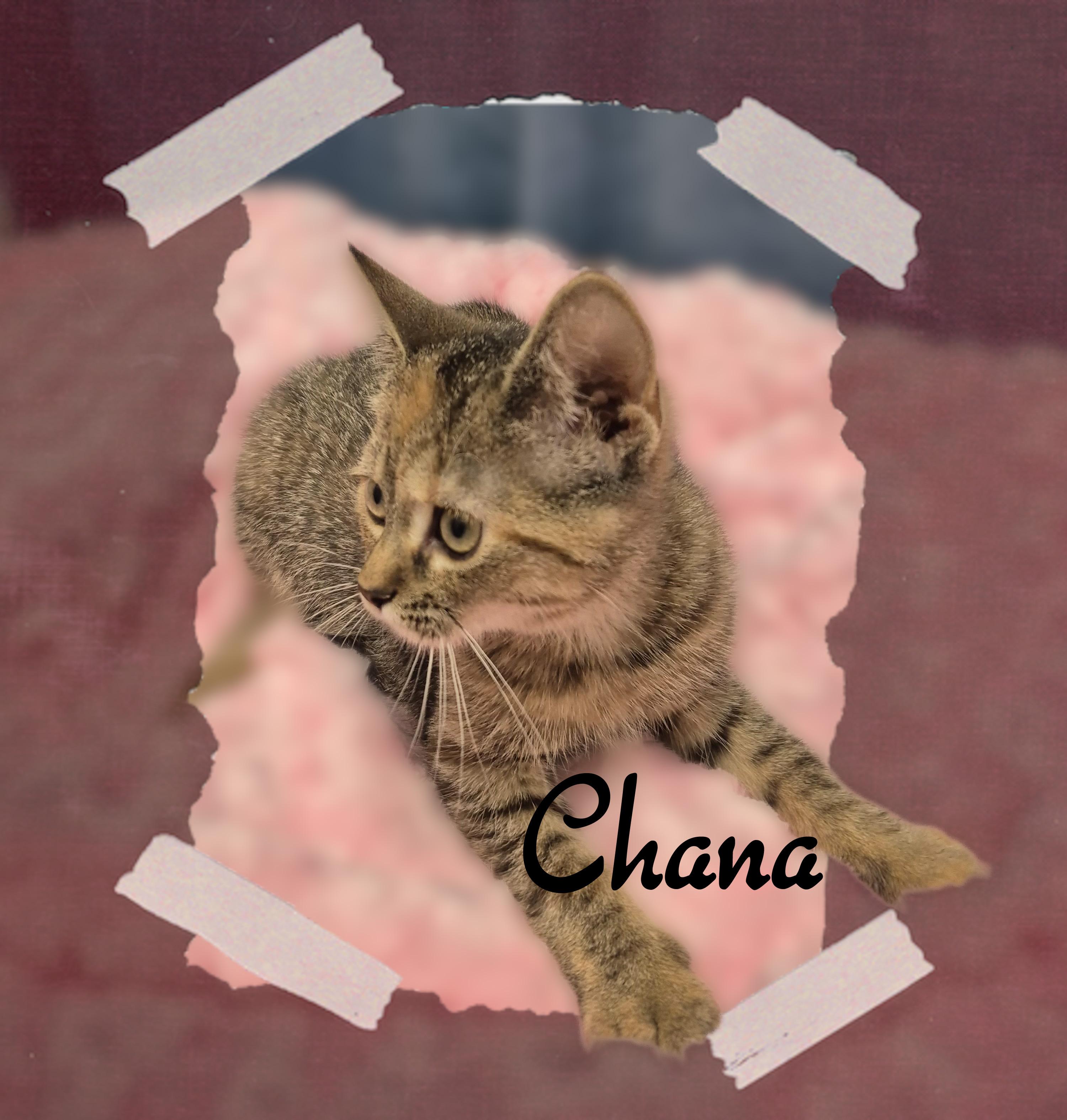 Chana, a ADOPTABLE Domestic Short Hair in Charlotte, NC image 4/4