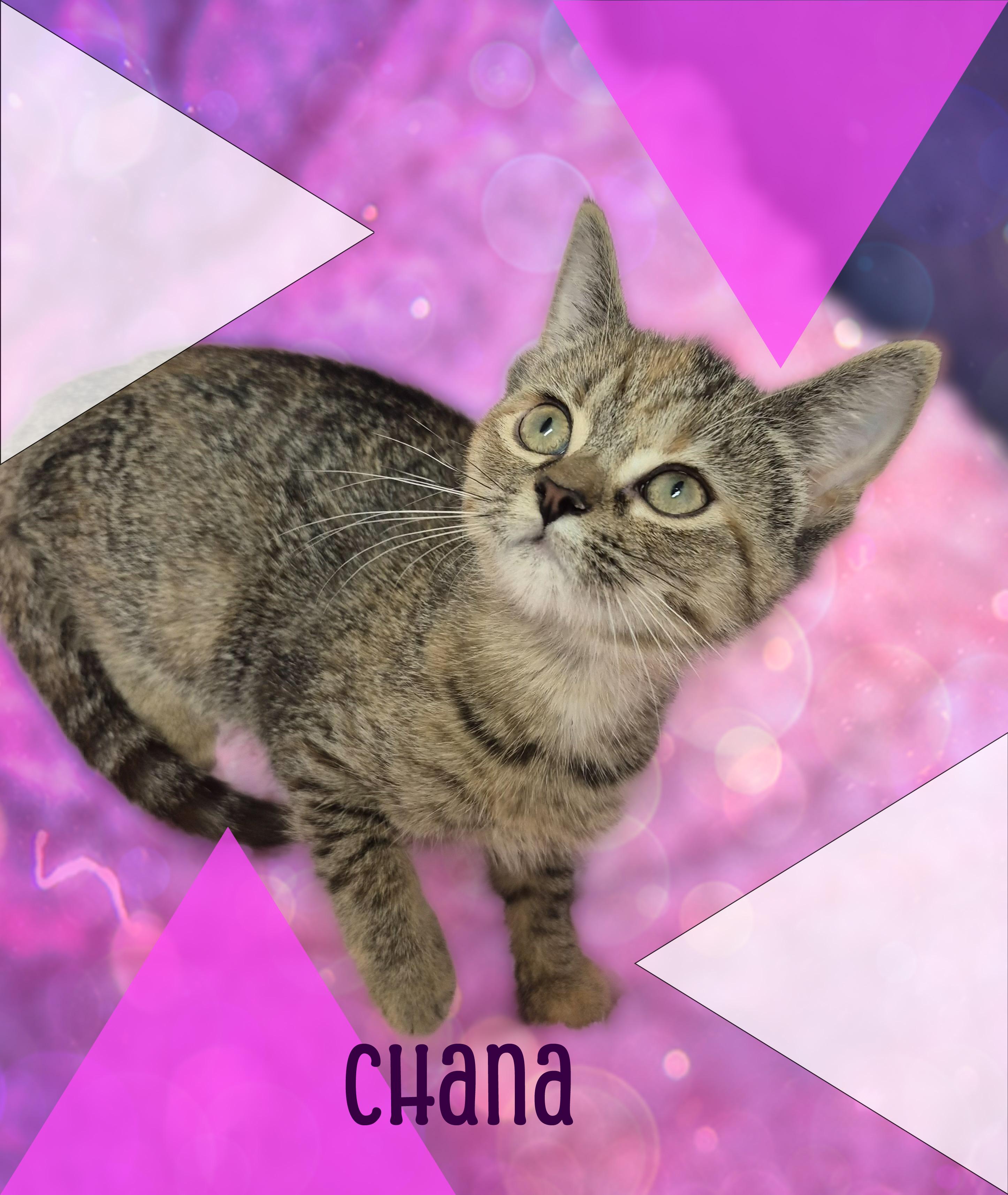 Chana, a ADOPTABLE Domestic Short Hair in Charlotte, NC image 2/4