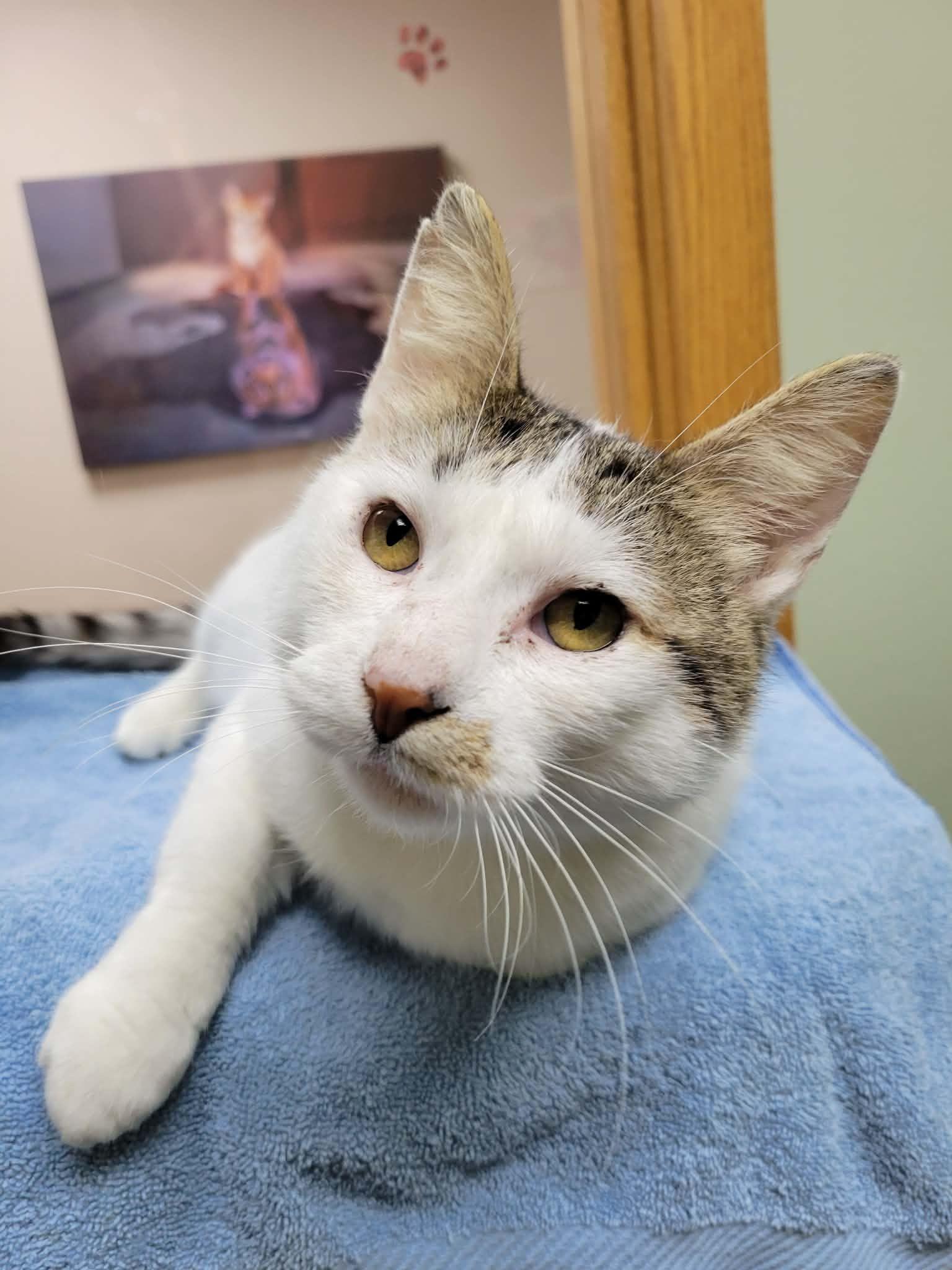Enlarge Harvey, a ADOPTABLE Domestic Short Hair in Portage, WI image 3/3