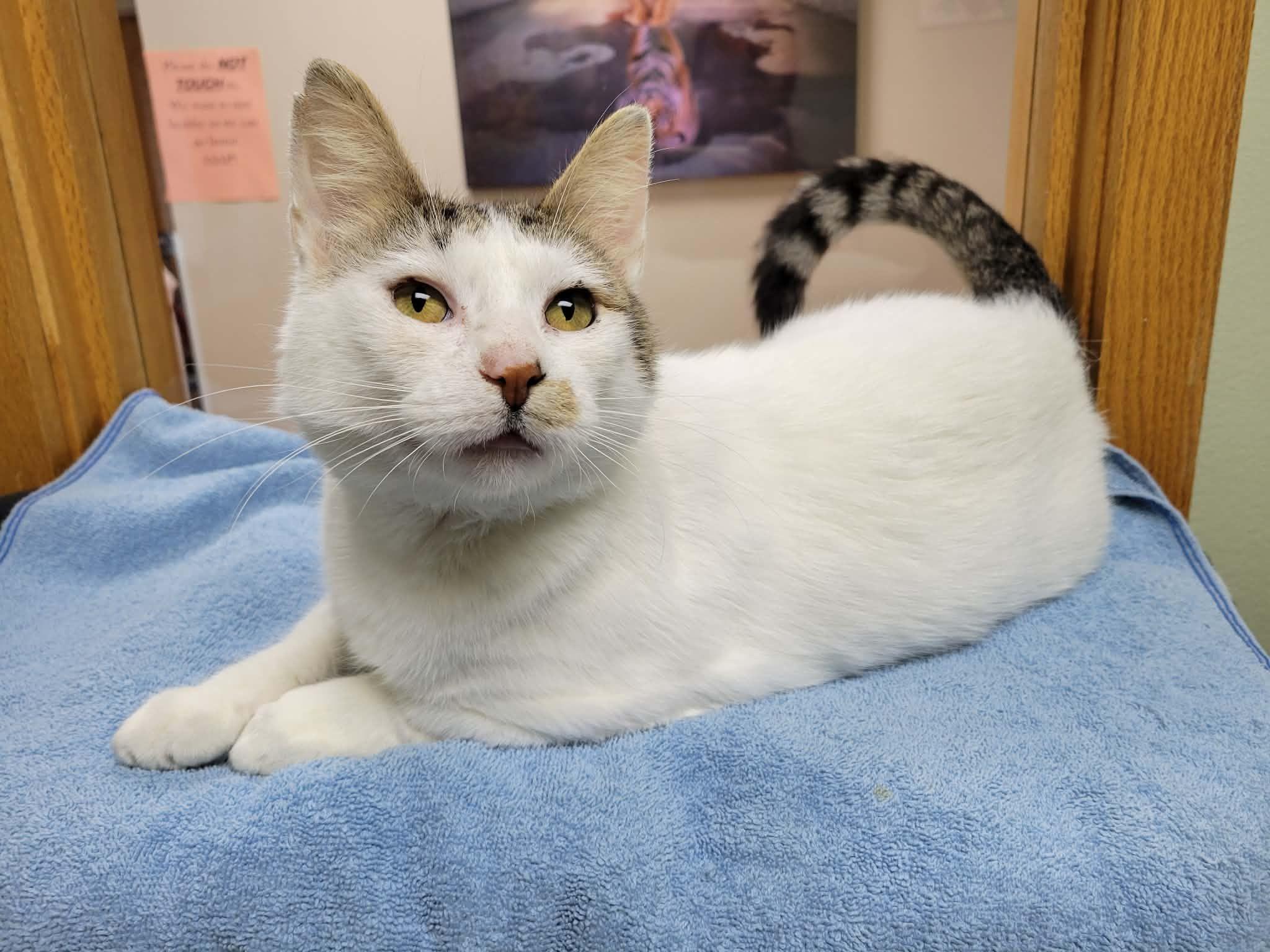 Enlarge Harvey, a ADOPTABLE Domestic Short Hair in Portage, WI image 1/3