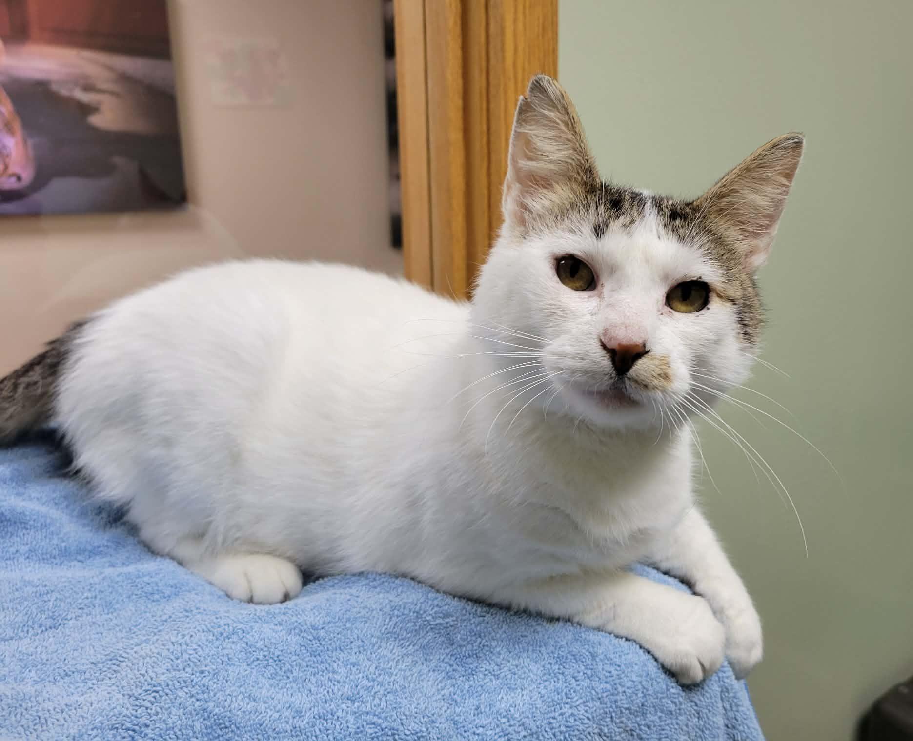 Enlarge Harvey, a ADOPTABLE Domestic Short Hair in Portage, WI image 2/3