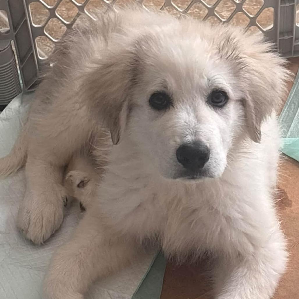 Enlarge Turner, a Adoptable Great Pyrenees in Kansas City, MO image 1/2