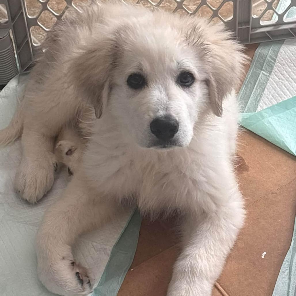 Enlarge Turner, a Adoptable Great Pyrenees in Kansas City, MO image 2/2