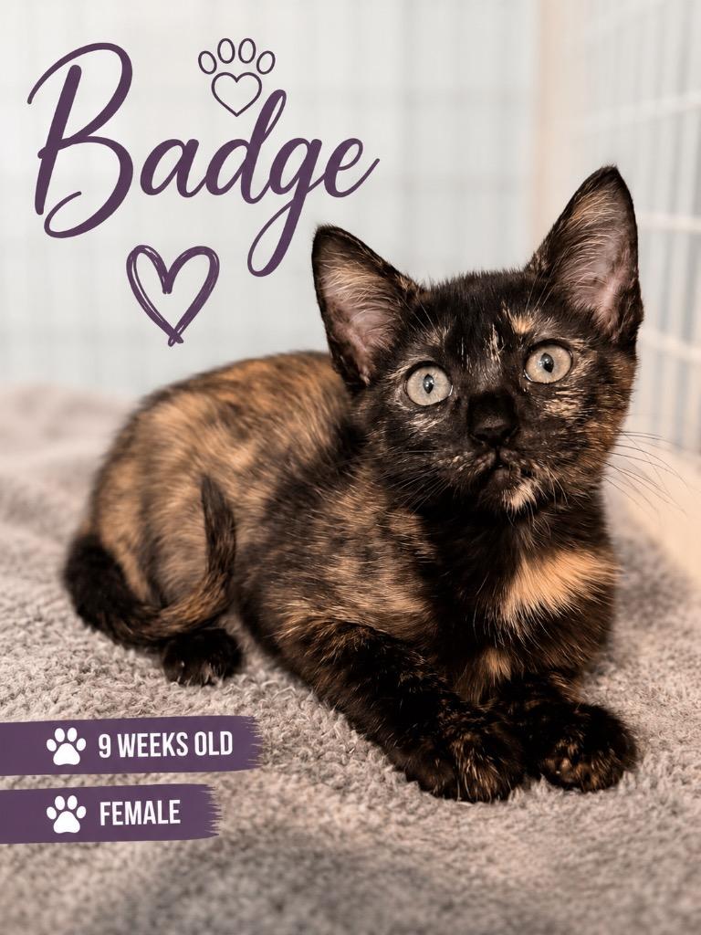 Badge, Adoptable, Kitten Female Domestic Short Hair.