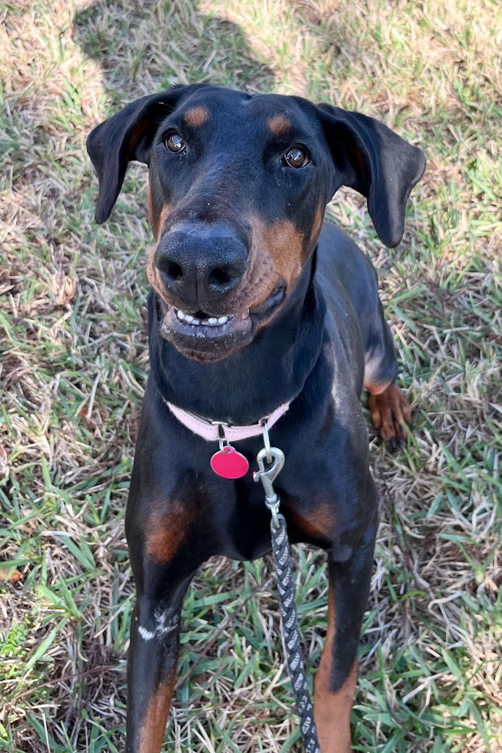 Enlarge Suki 3530, a Adopted Doberman Pinscher in Oakland Park, FL image 1/3