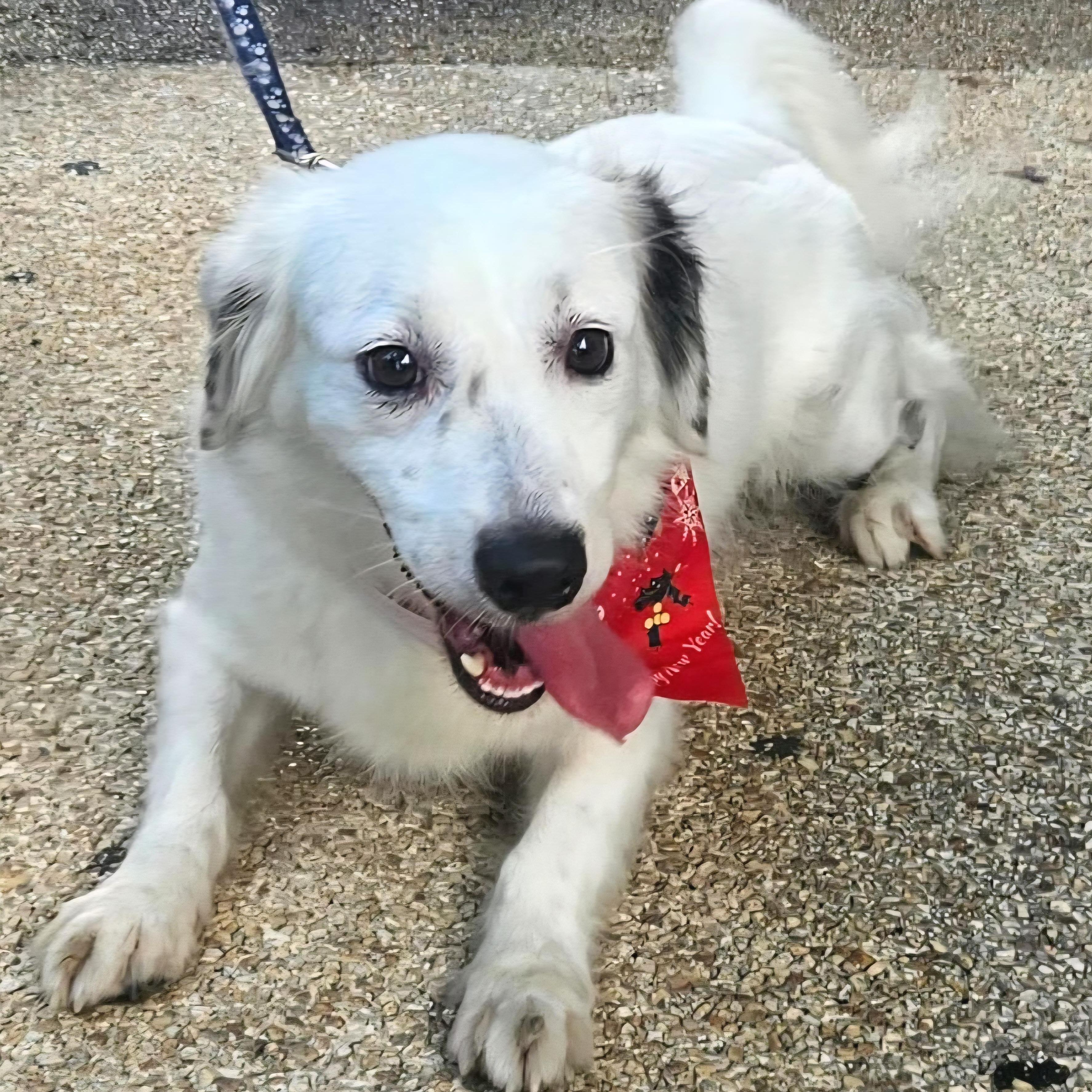 COOKIE PEARL "Happy and friendly!" (Currently in Puerto Rico), an adopted mixed breed in New York, NY image 2/6