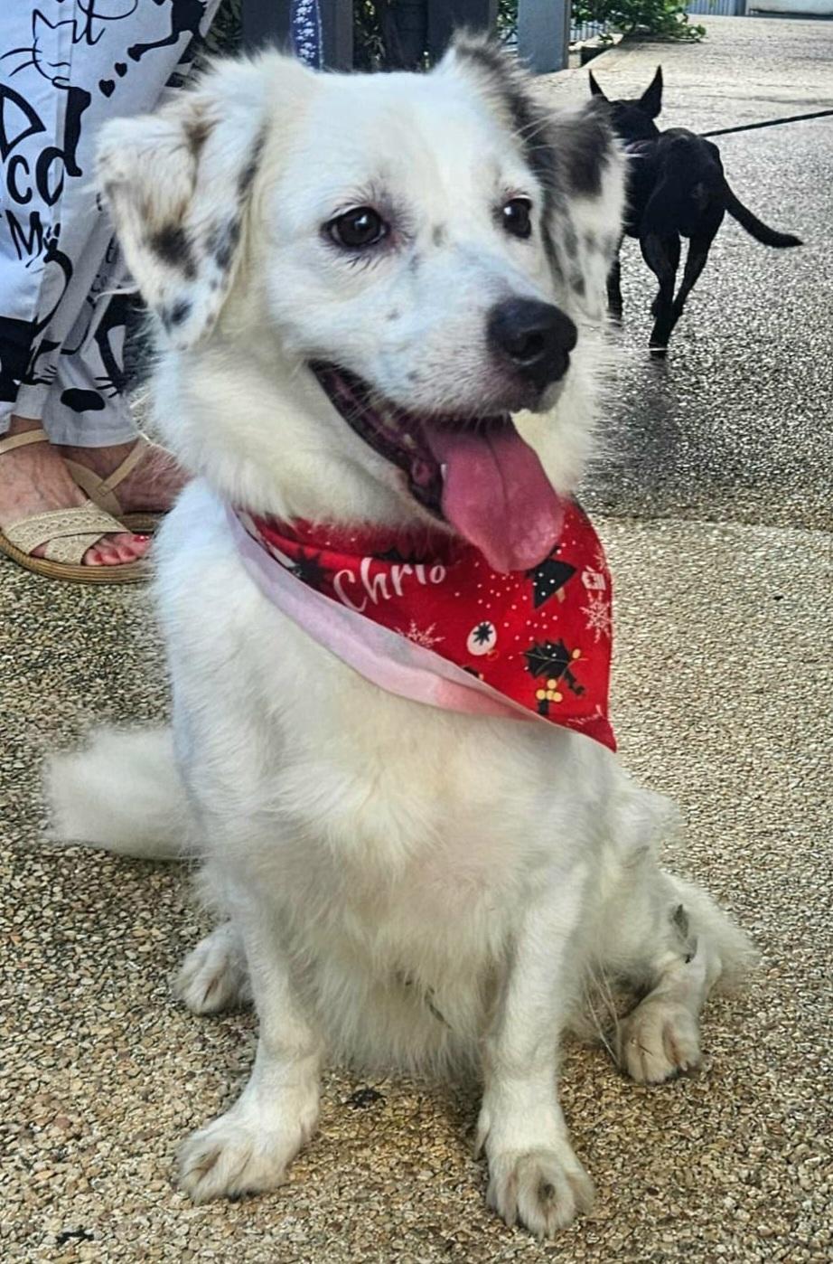 COOKIE PEARL "Happy and friendly!" (Currently in Puerto Rico), an adopted mixed breed in New York, NY image 3/6