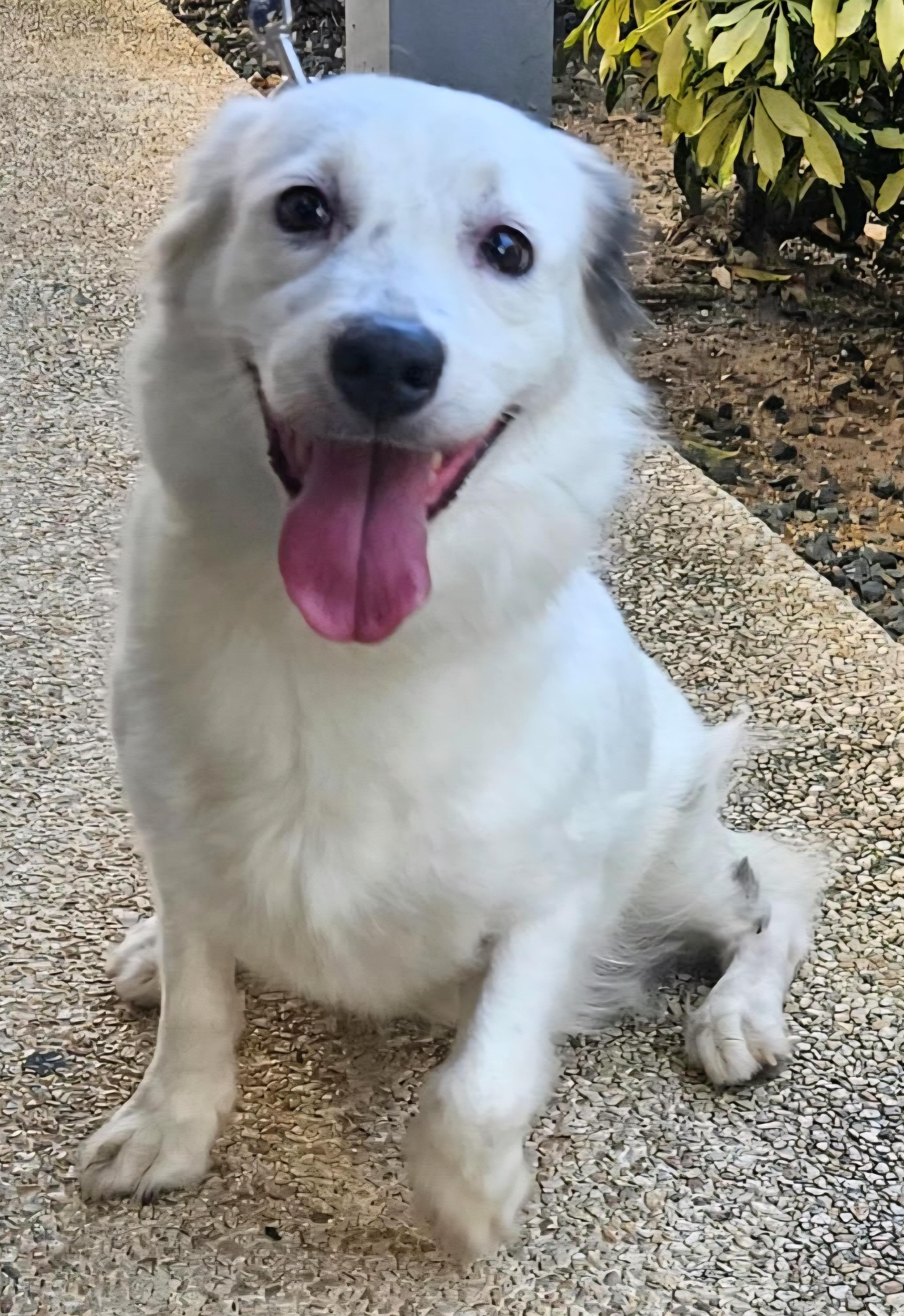 COOKIE PEARL "Happy and friendly!" (Currently in Puerto Rico), an adopted mixed breed in New York, NY image 4/6