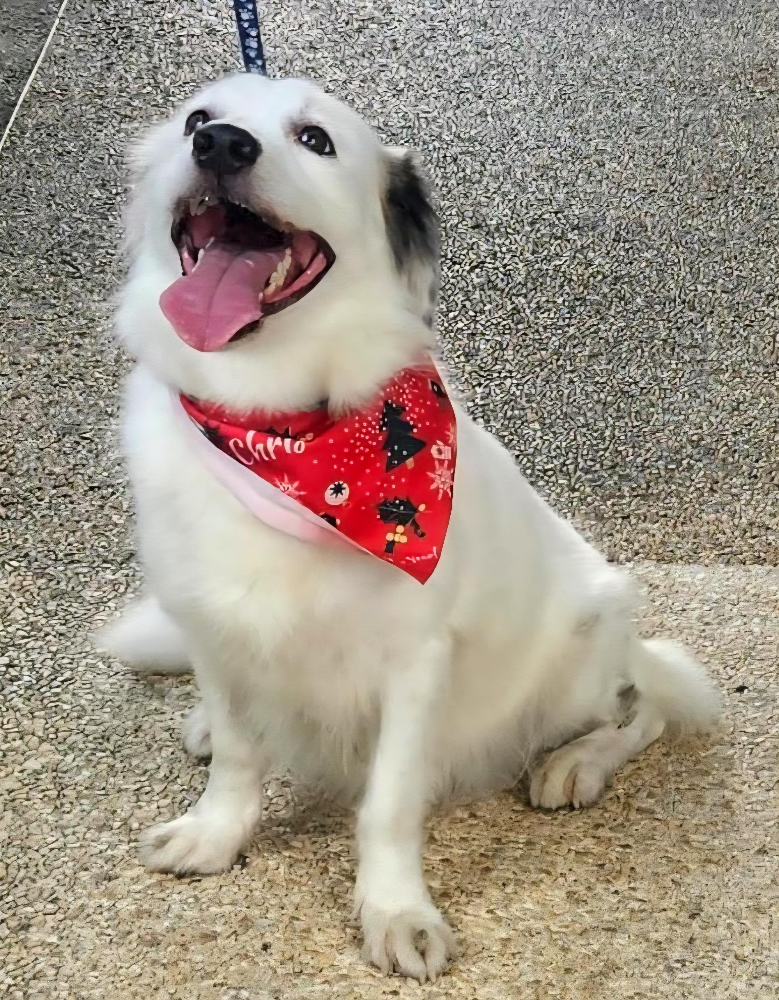 COOKIE PEARL "Happy and friendly!" (Currently in Puerto Rico), an adopted mixed breed in New York, NY image 5/6