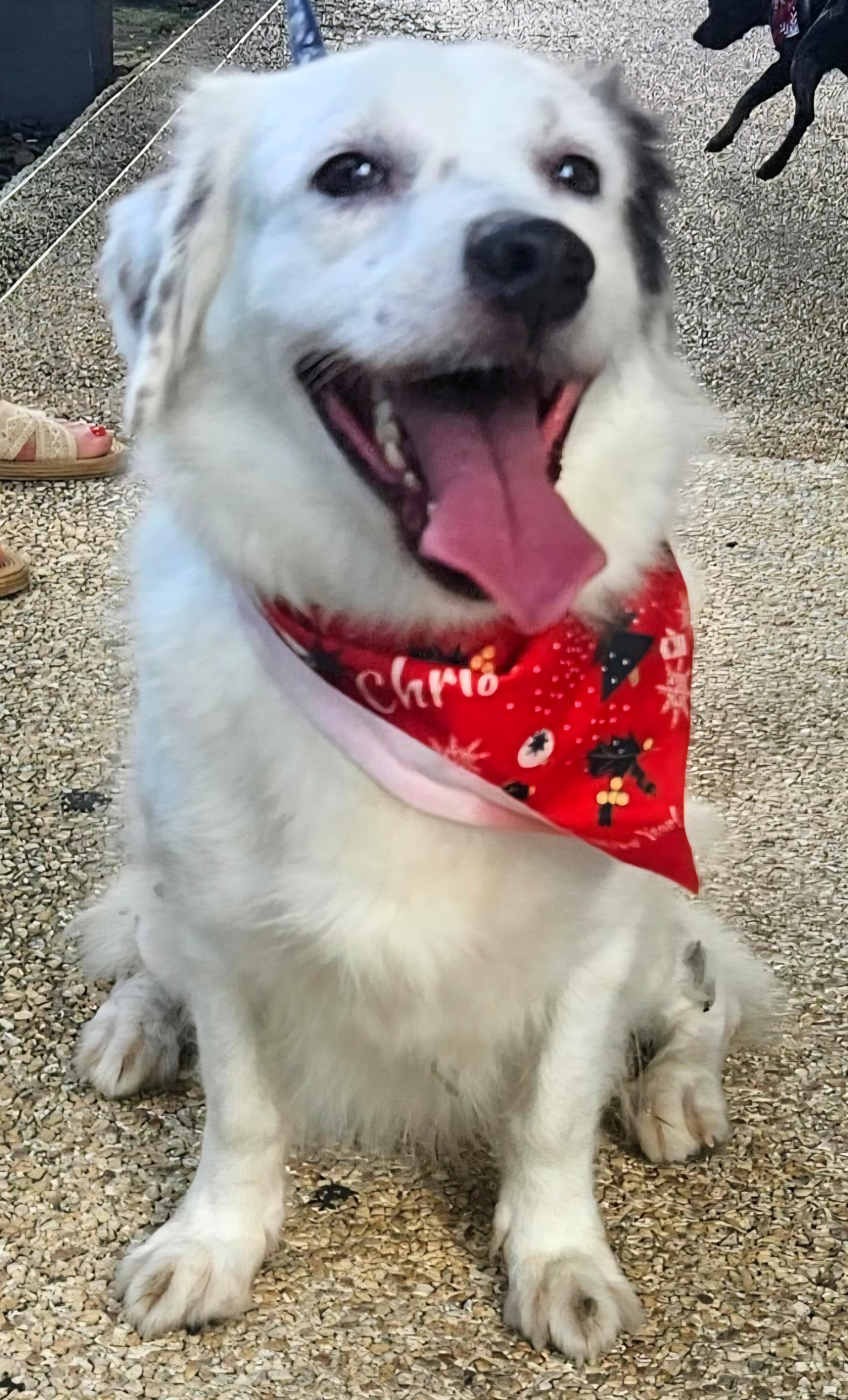 COOKIE PEARL "Happy and friendly!" (Currently in Puerto Rico), an adopted mixed breed in New York, NY image 6/6