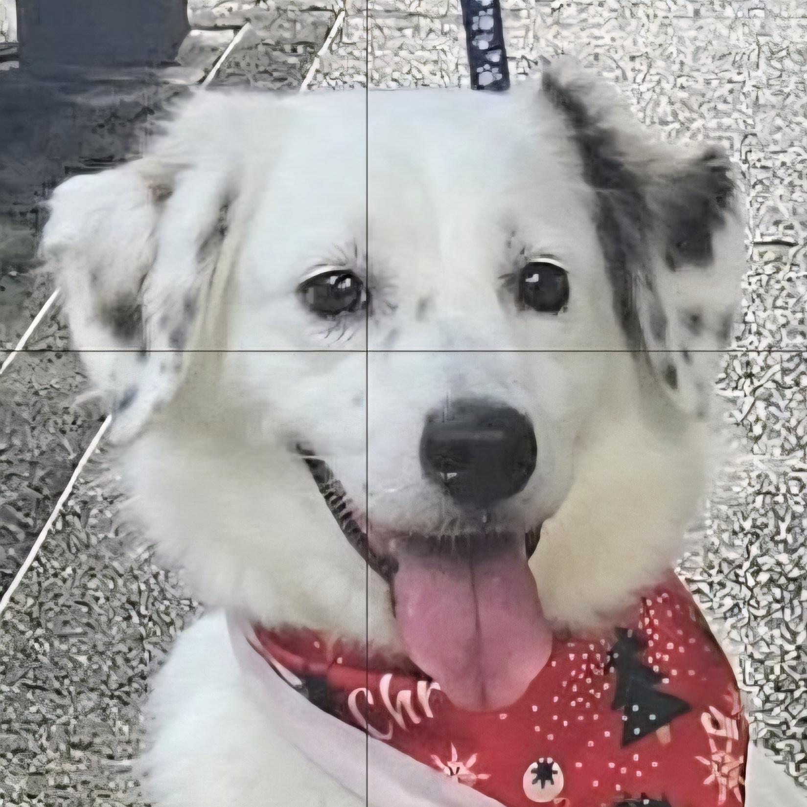 COOKIE PEARL "Happy and friendly!" (Currently in Puerto Rico), adopted, Young Female Border Collie.