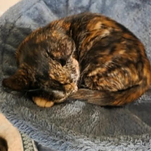 Bubbles, Adoptable, Kitten Female Domestic Short Hair.