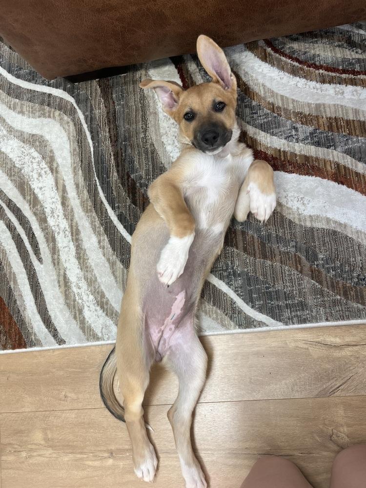 London, Adoptable, Puppy Female Catahoula Leopard Dog.
