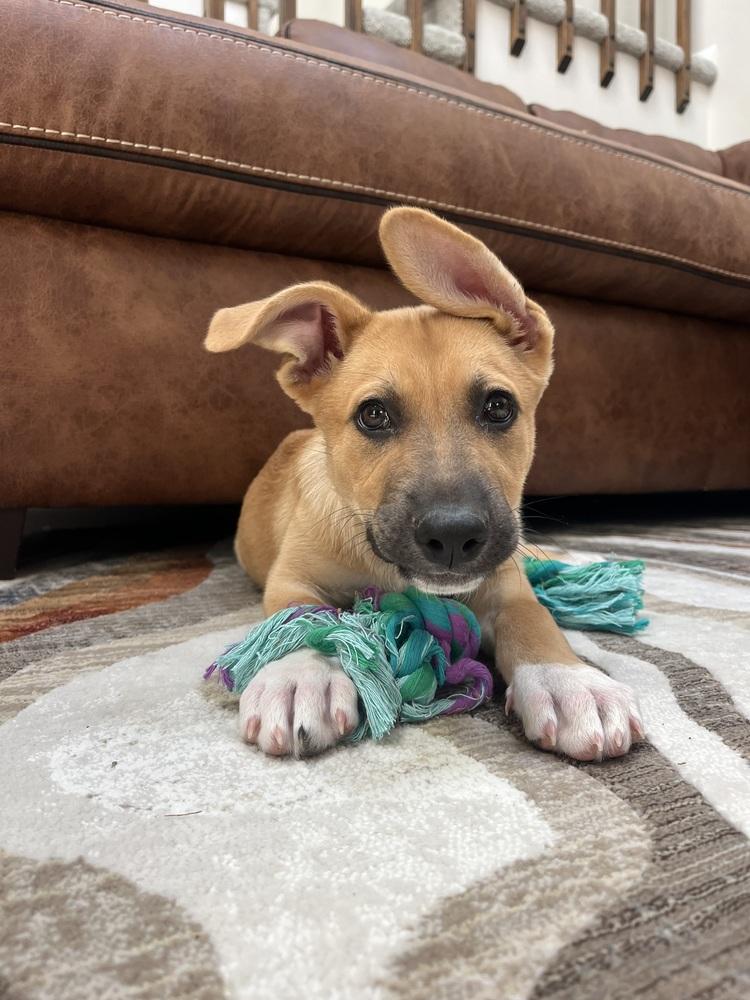 London, a Adoptable mixed breed in Sedalia, CO image 2/6