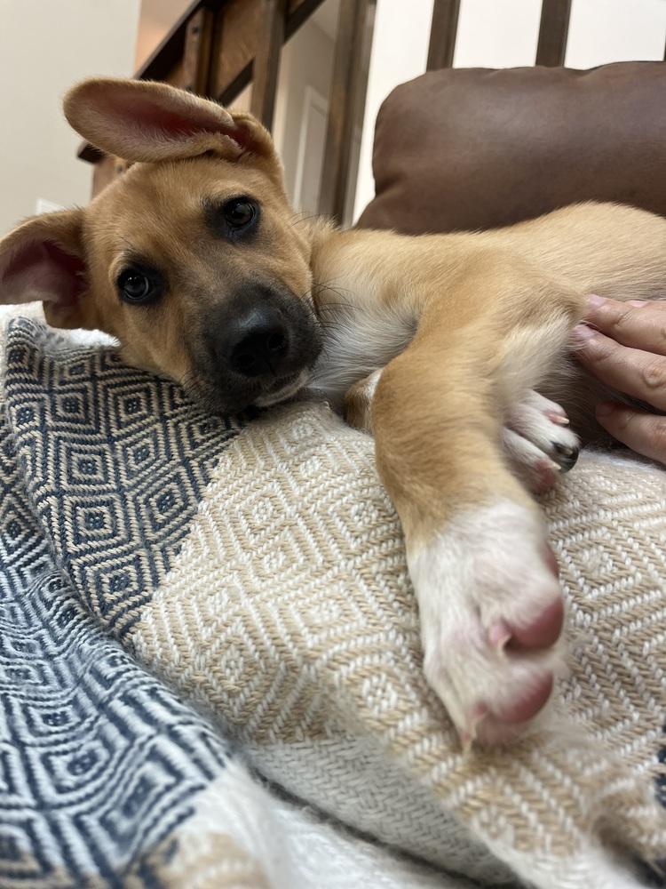 London, a Adoptable mixed breed in Sedalia, CO image 3/6