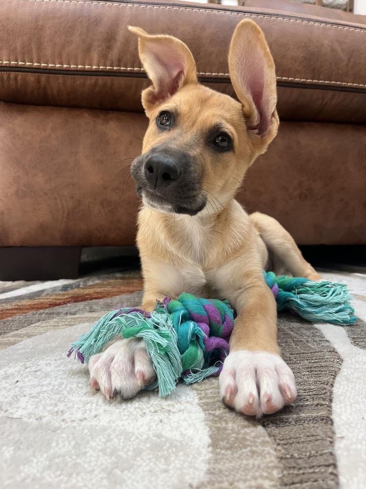 London, a Adoptable mixed breed in Sedalia, CO image 5/6