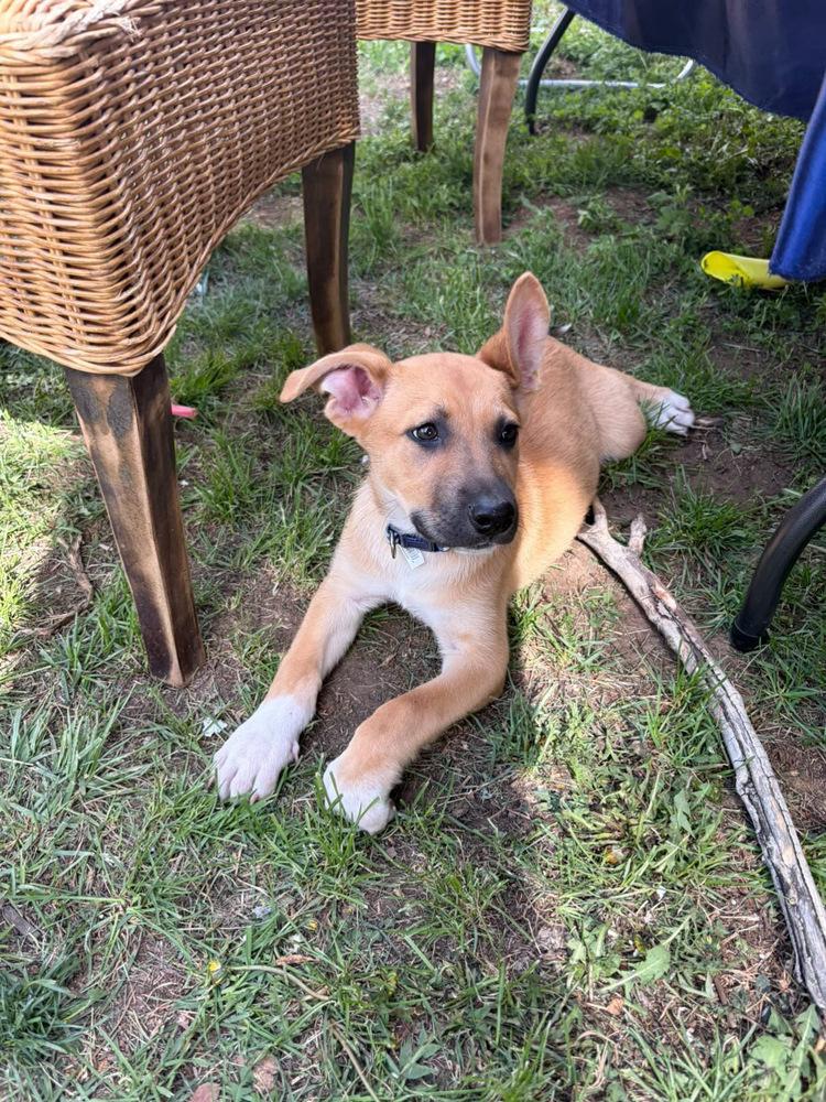 London, a Adoptable mixed breed in Sedalia, CO image 6/6