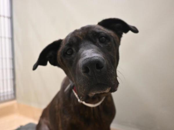 Clutch, Adoptable, Senior Male Boxer & Pit Bull Terrier.