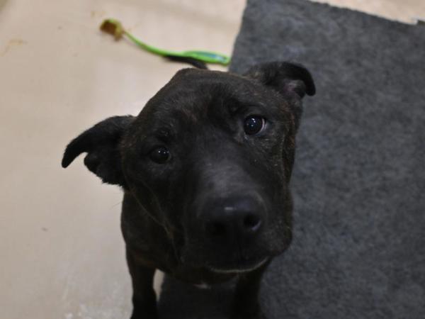 Clutch, a Adoptable mixed breed in Portland, OR image 3/4