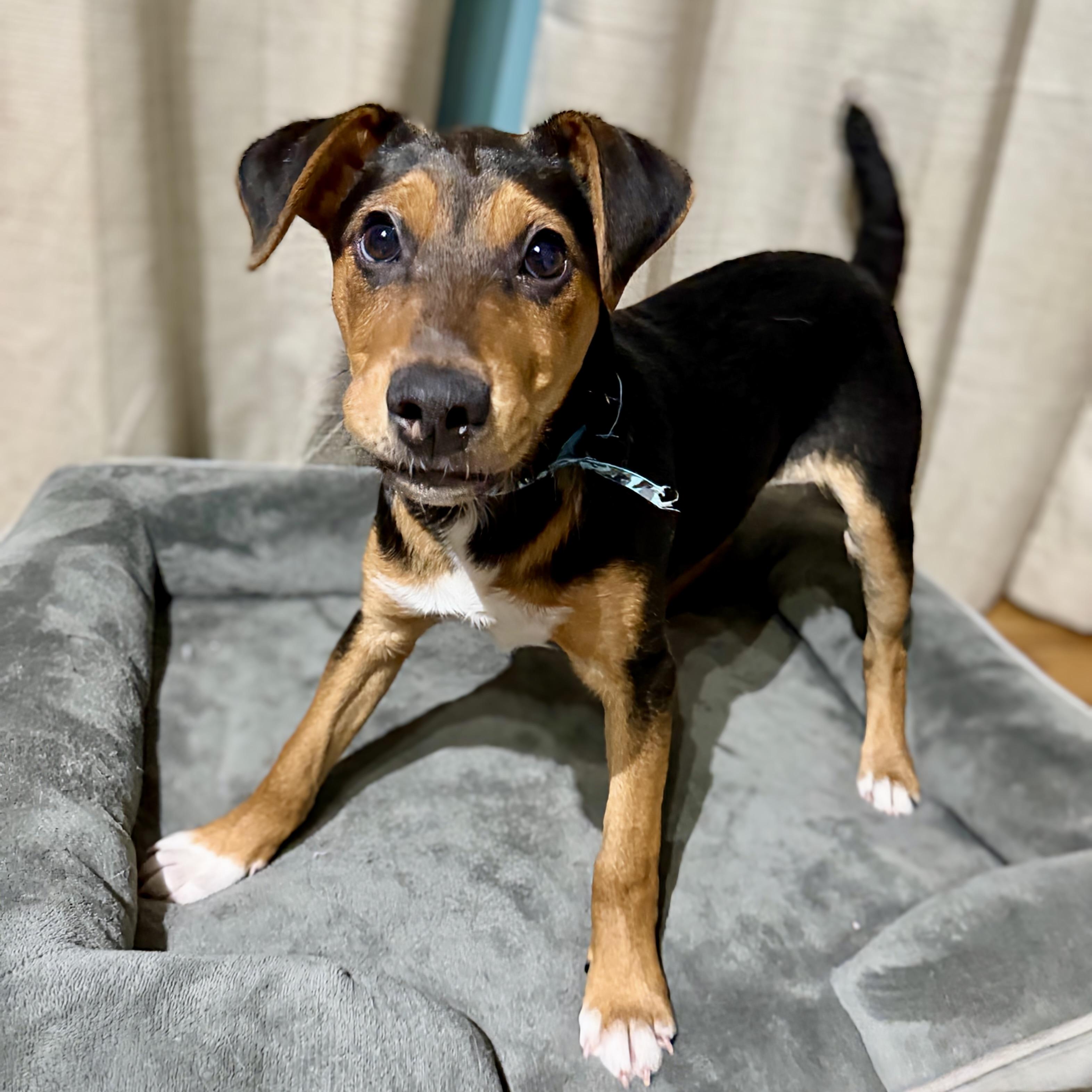 Enlarge Martin, a ADOPTABLE mixed breed in Prior Lake, MN image 3/6