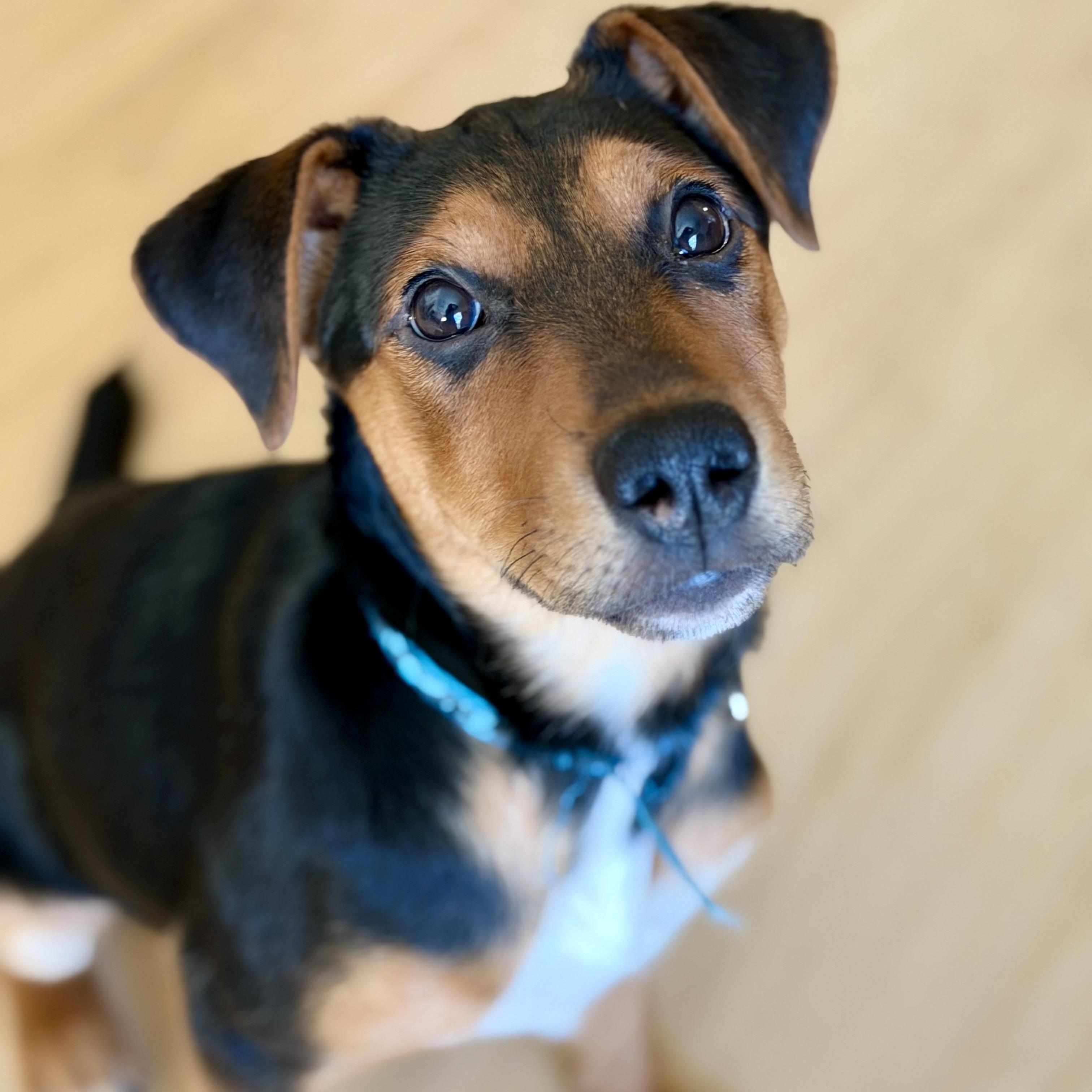 Enlarge Martin, a ADOPTABLE mixed breed in Prior Lake, MN image 2/6