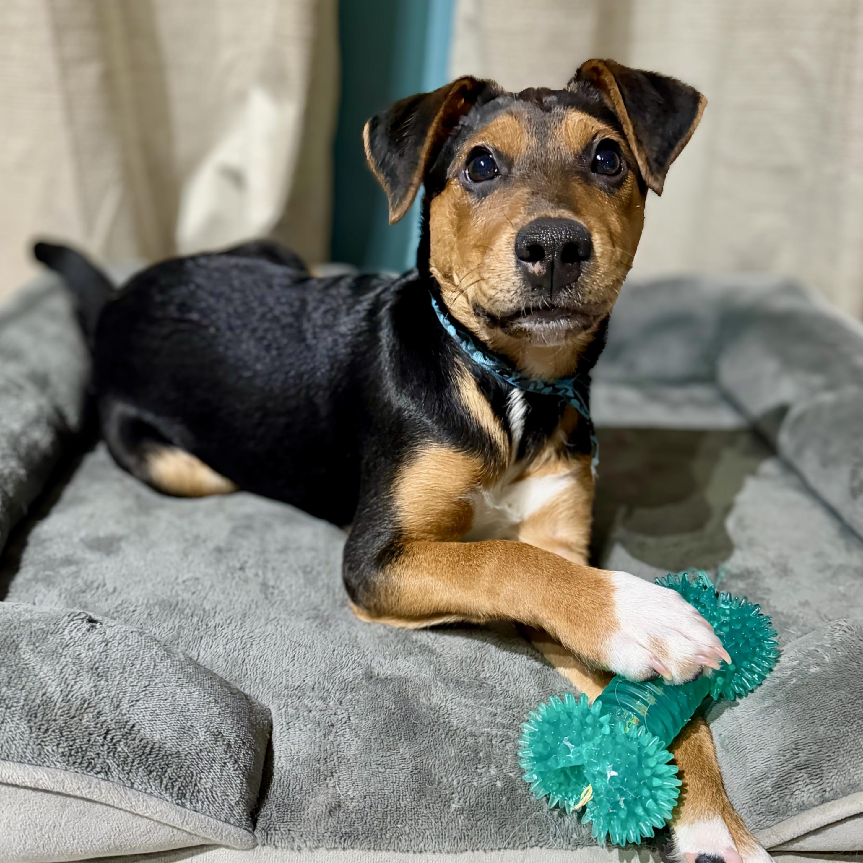 Enlarge Martin, a ADOPTABLE mixed breed in Prior Lake, MN image 5/6