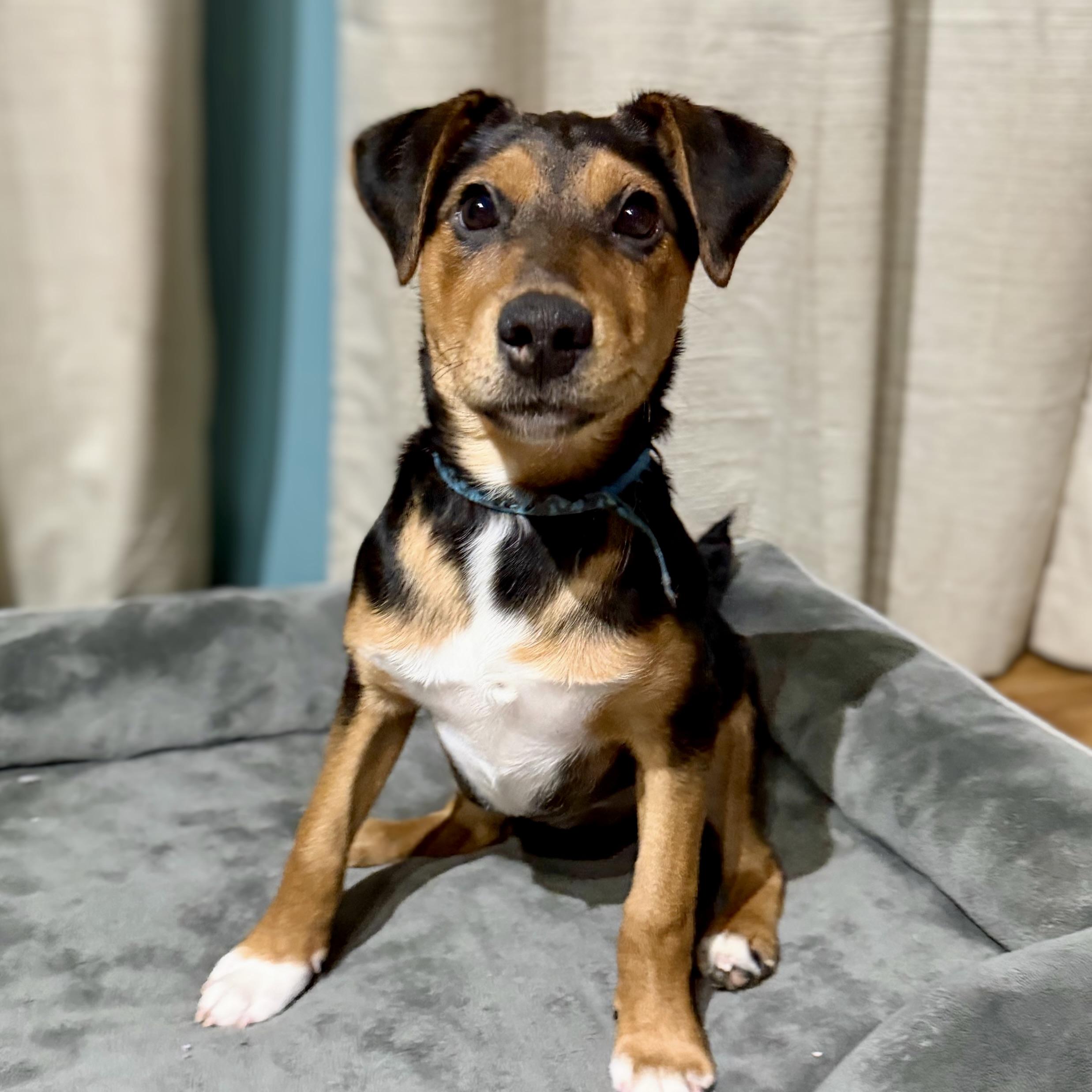 Enlarge Martin, a ADOPTABLE mixed breed in Prior Lake, MN image 4/6