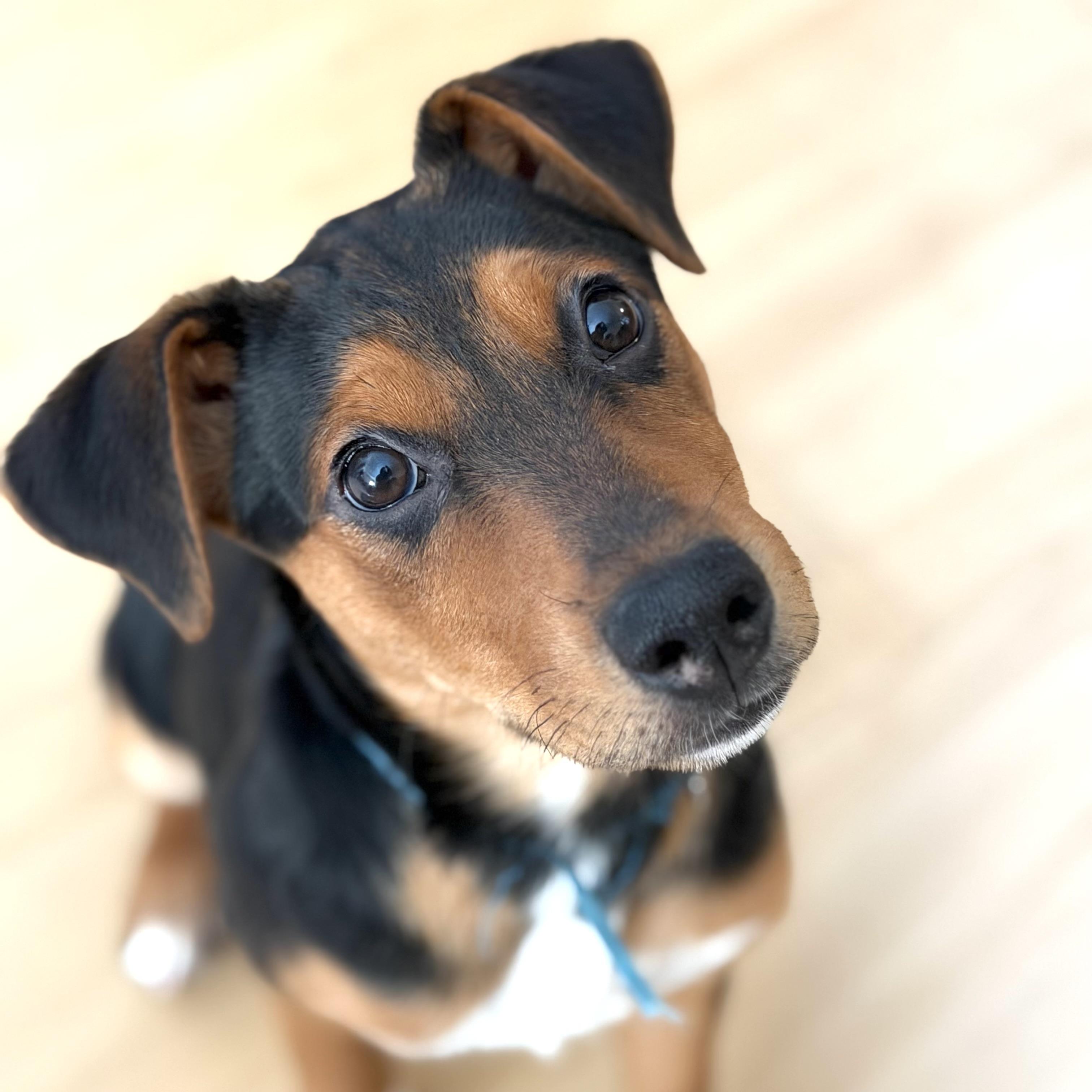 Martin, ADOPTABLE, Puppy Male Jack Russell Terrier & Rat Terrier.