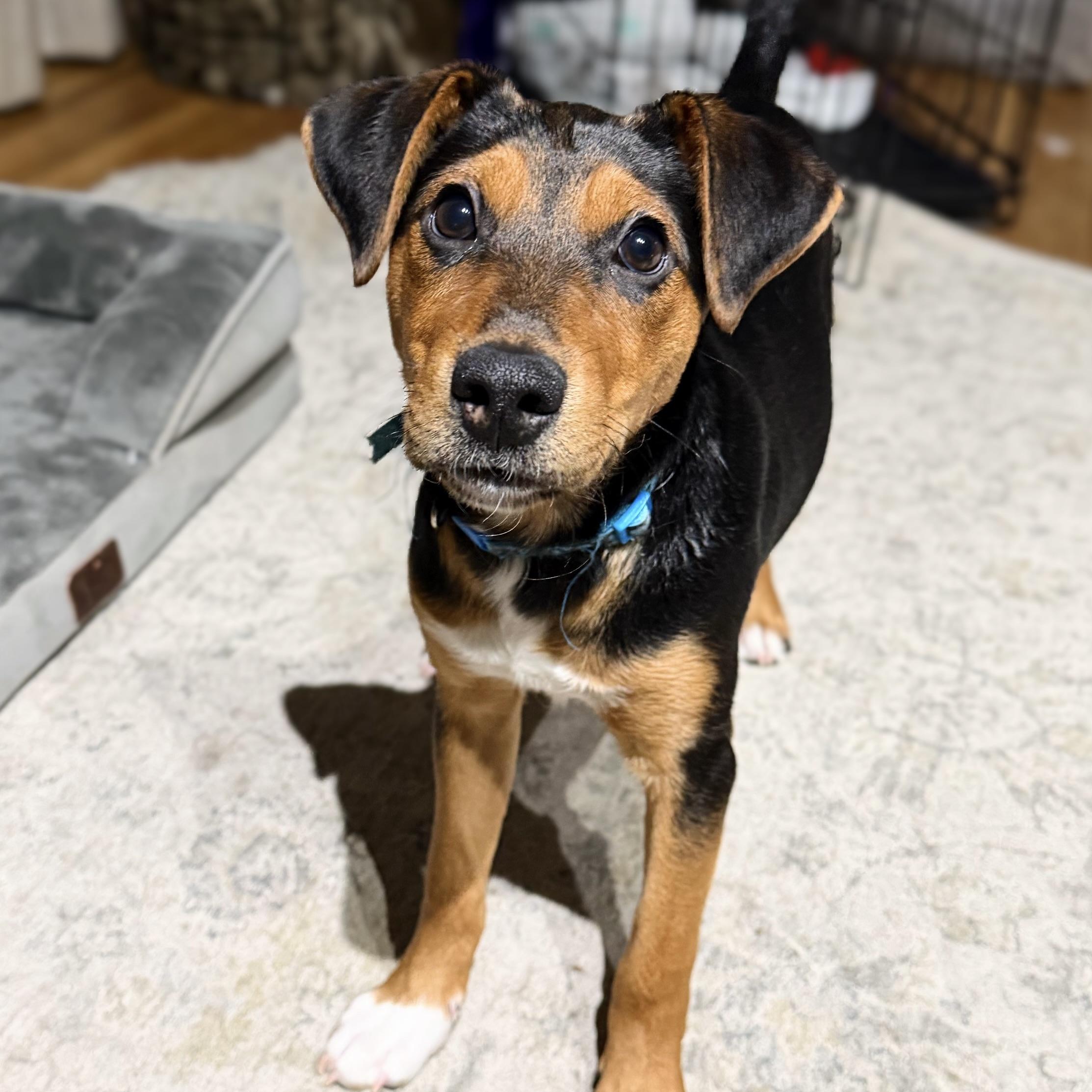 Enlarge Martin, a ADOPTABLE mixed breed in Prior Lake, MN image 6/6