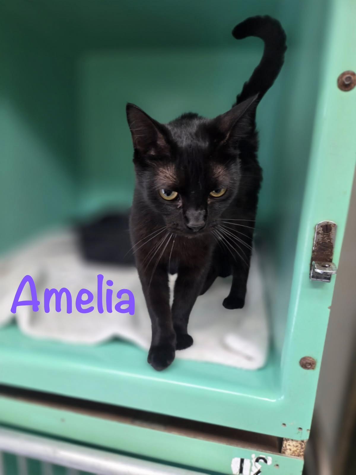 Amelia, ADOPTABLE, Adult Female Domestic Short Hair.