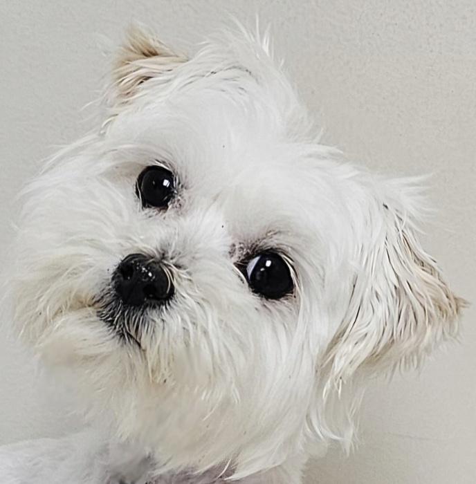 ZOEY, Adoptable, Young Female Maltese.