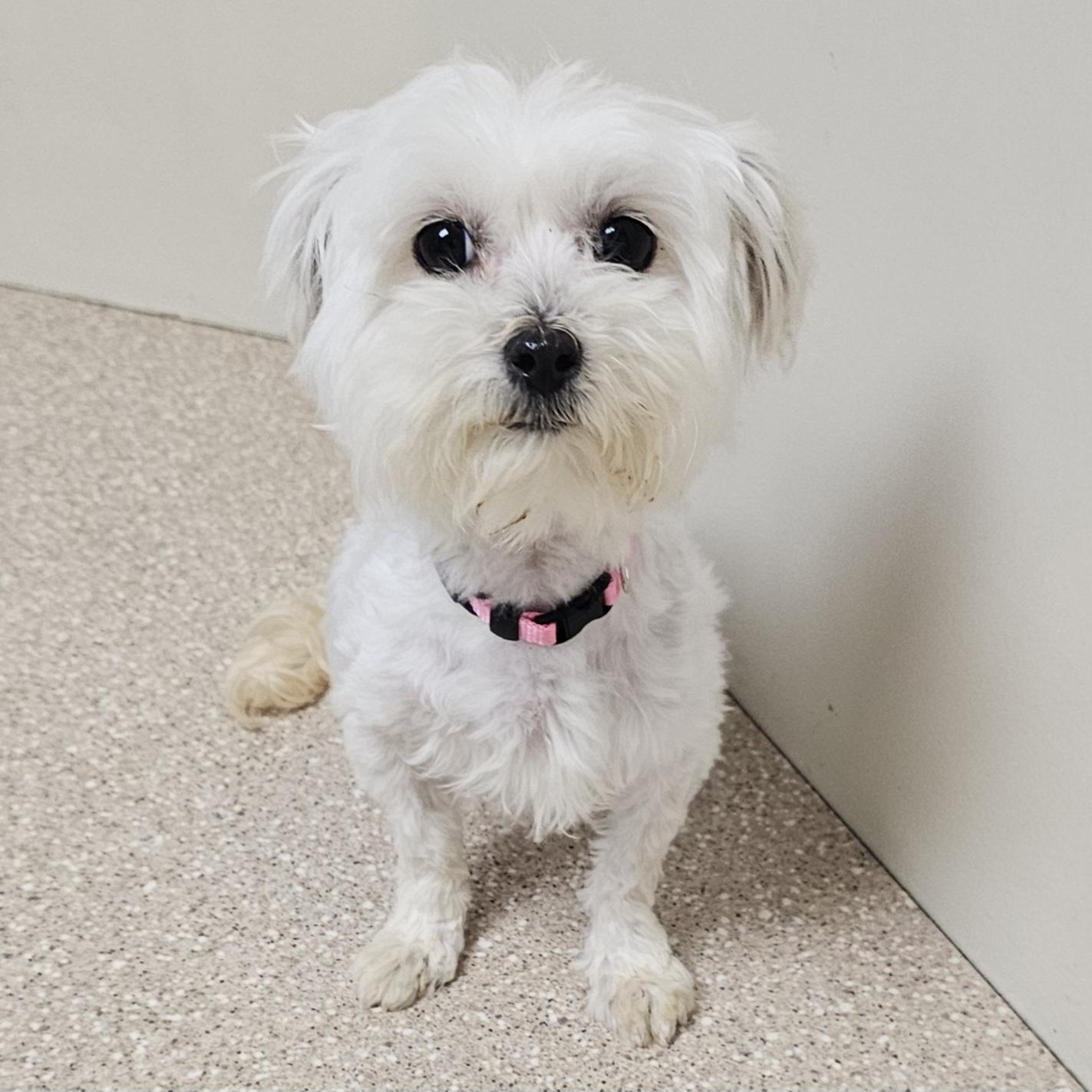 ZOEY, a Adoptable Maltese in Fenton, MI image 2/6