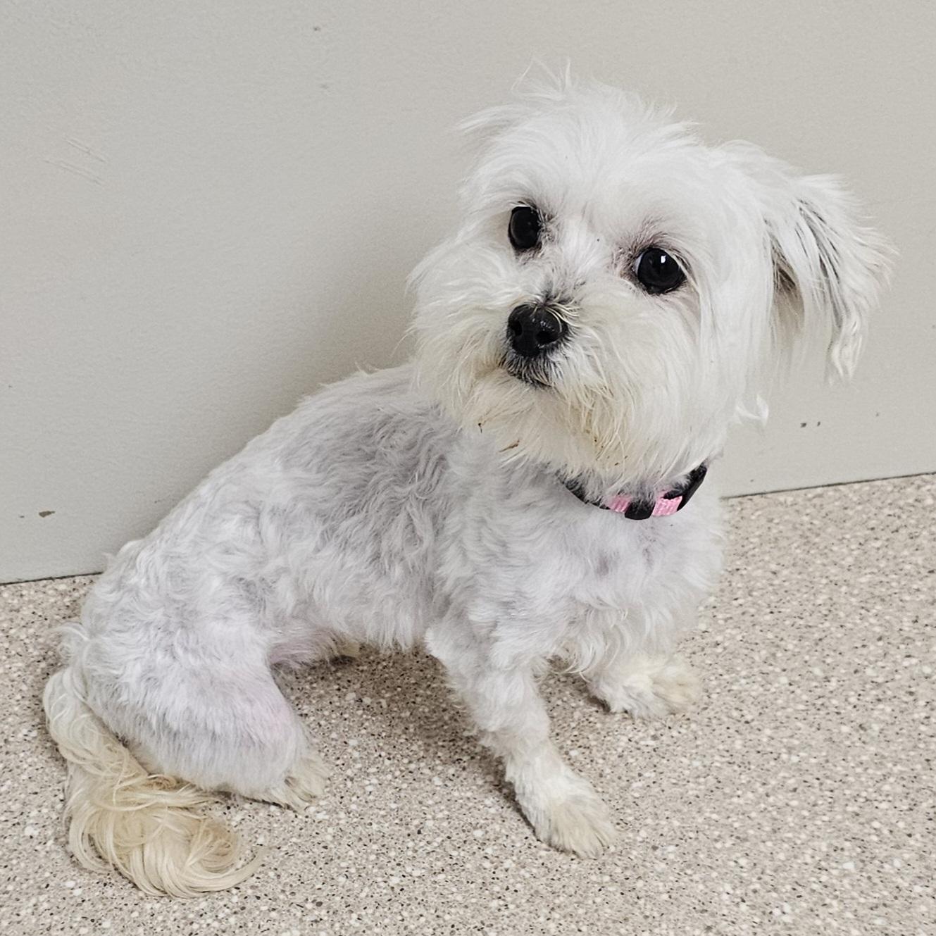 ZOEY, a Adoptable Maltese in Fenton, MI image 3/6