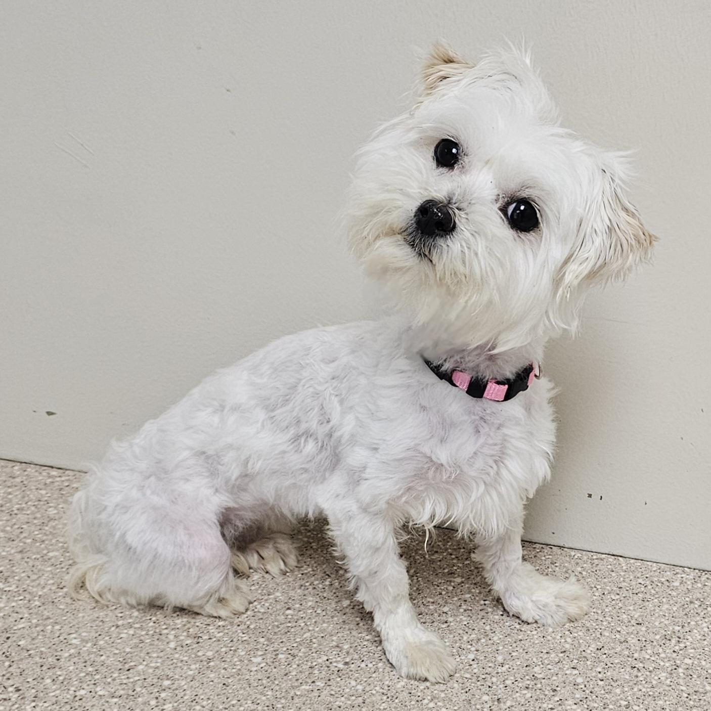 ZOEY, a Adoptable Maltese in Fenton, MI image 4/6