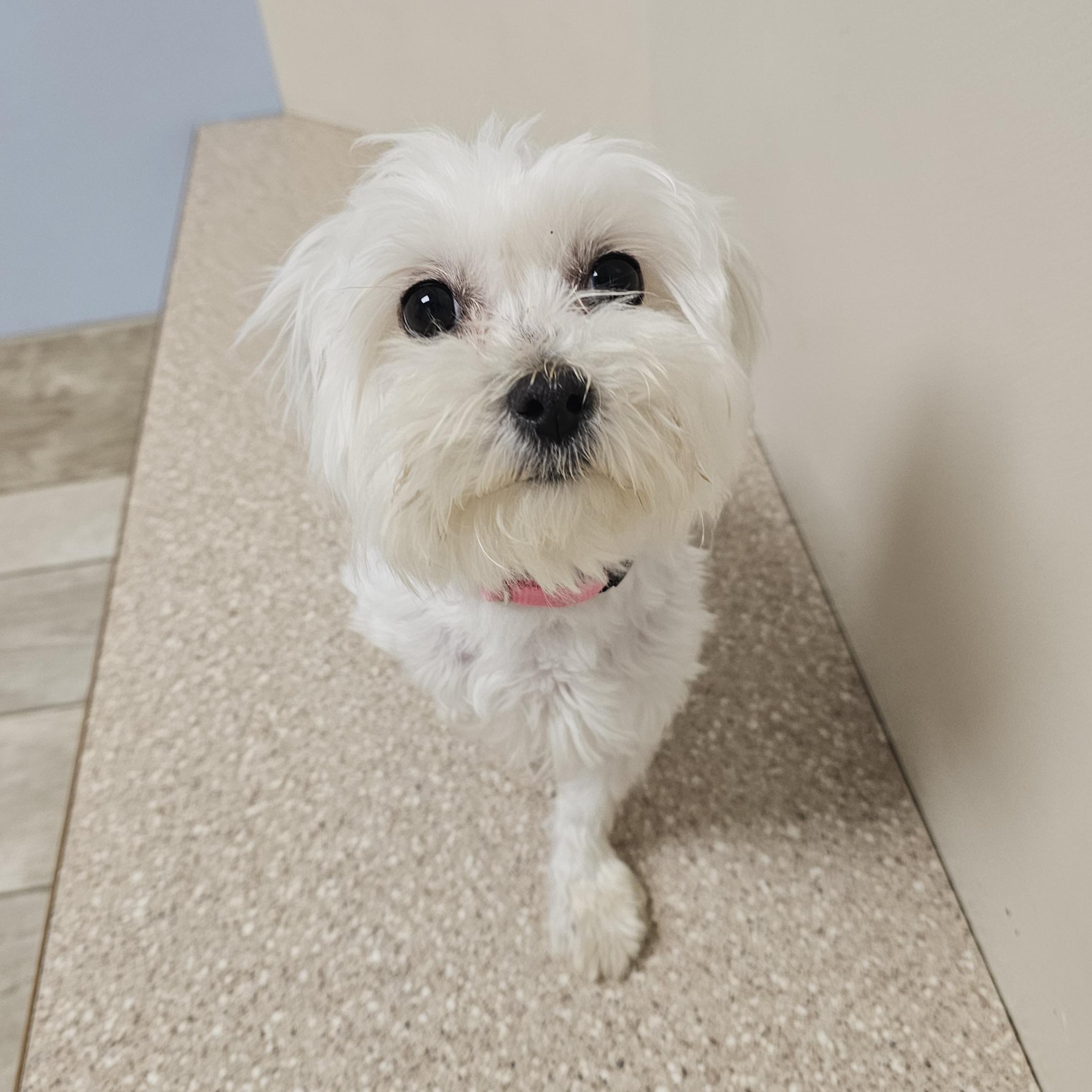 ZOEY, a Adoptable Maltese in Fenton, MI image 5/6