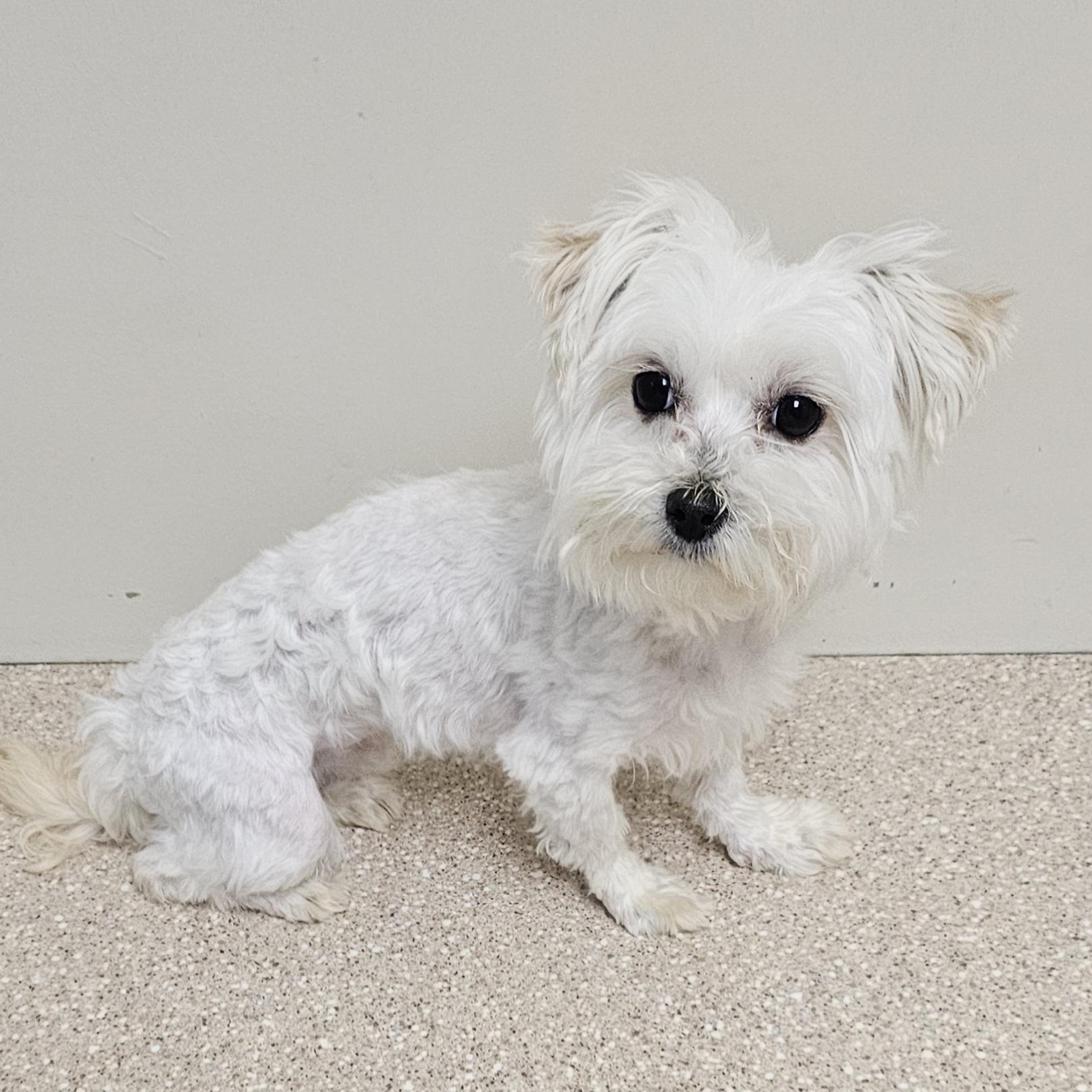 ZOEY, a Adoptable Maltese in Fenton, MI image 6/6