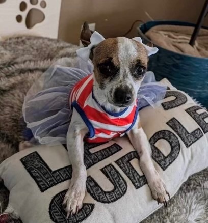 Bella, Adopted, Young Female Chihuahua.