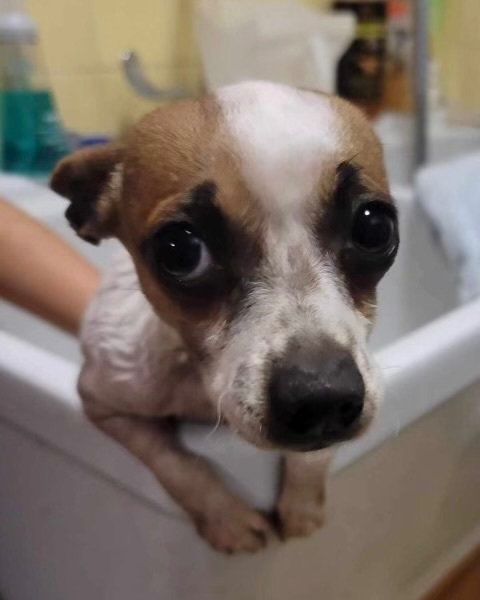 Bella, a Adopted Chihuahua in Tigard, OR image 2/4