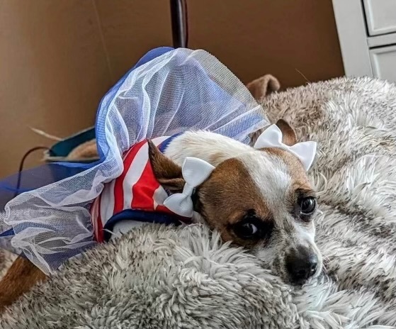 Bella, a Adopted Chihuahua in Tigard, OR image 3/4