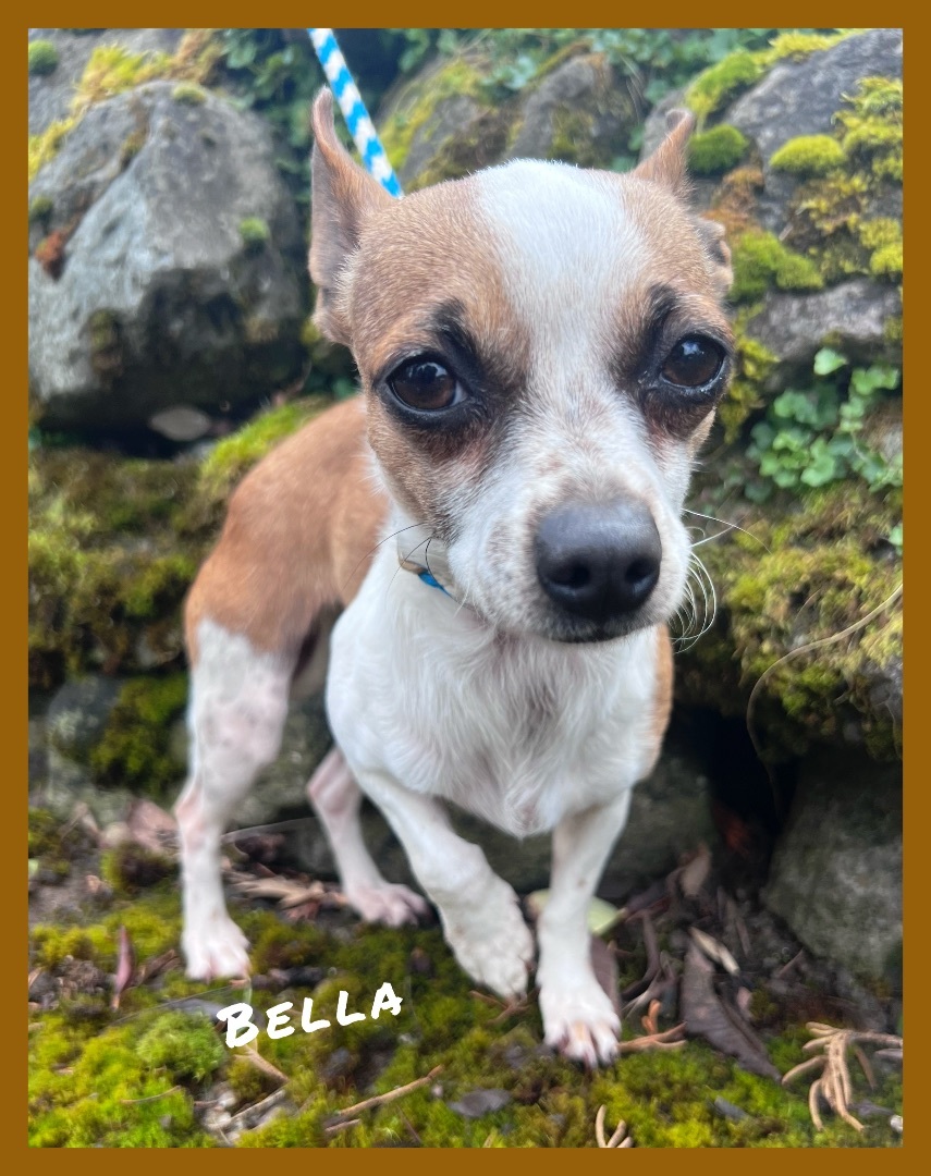 Bella, a Adopted Chihuahua in Tigard, OR image 4/4
