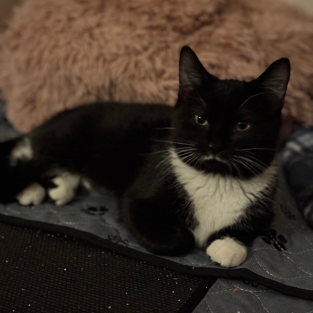 Windy, Adoptable, Young Female Domestic Short Hair.