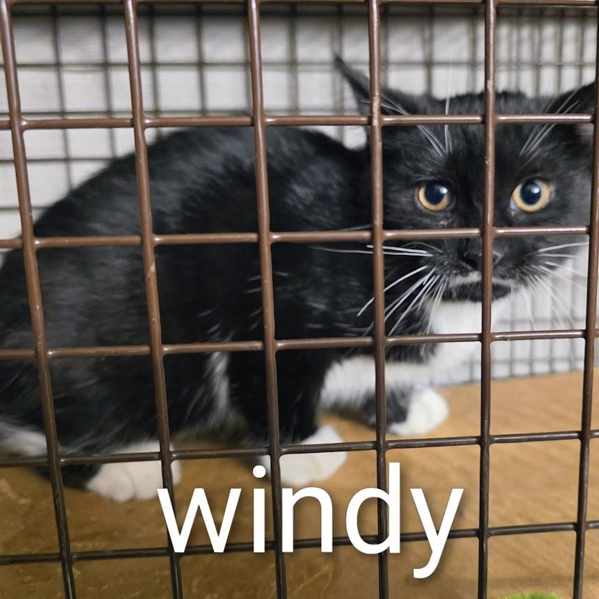 Windy, a Adoptable Domestic Short Hair in Waukesha, WI image 2/2